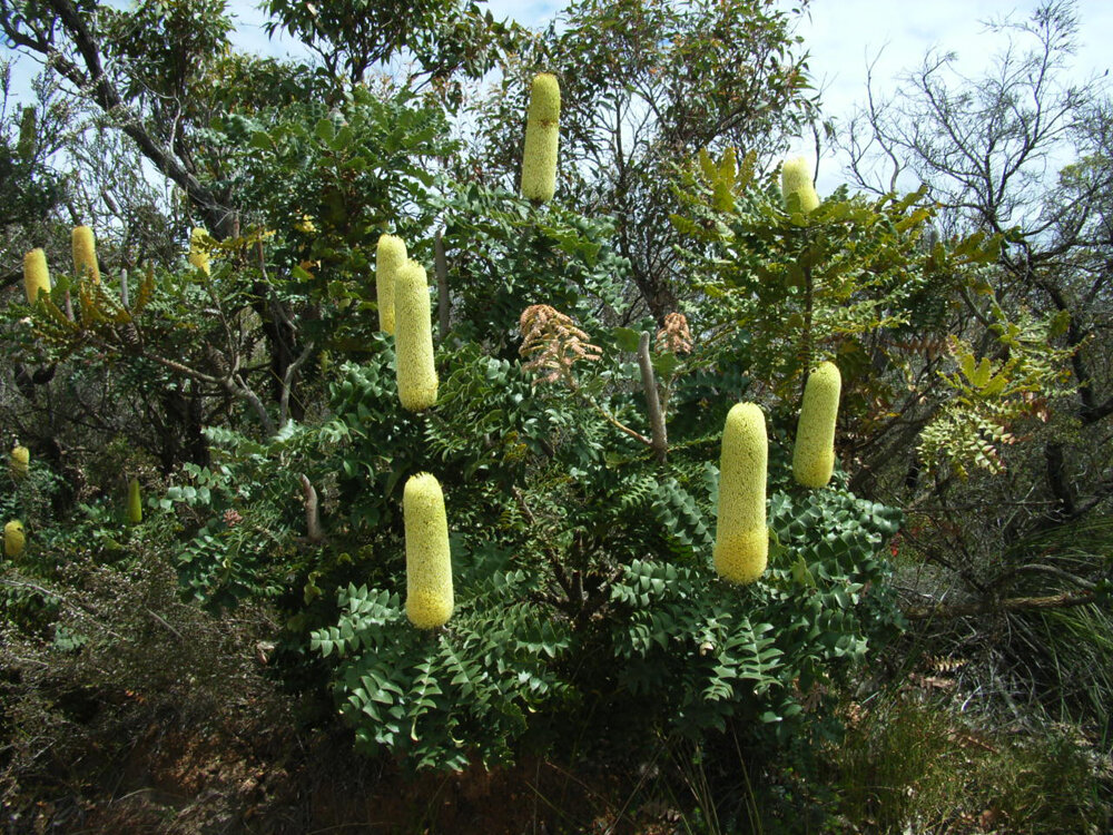 Bloom Festival jarrah Banksia grandis.jpg