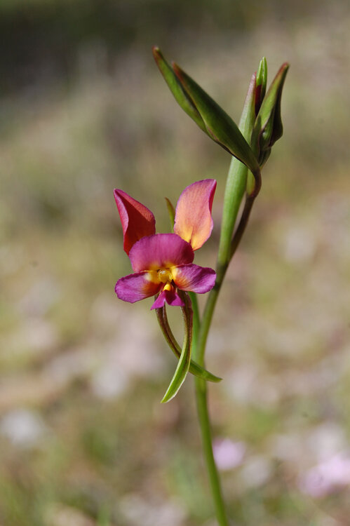 Bloom Festival Purple Pansy Orchid - Diuris longifolia .jpg
