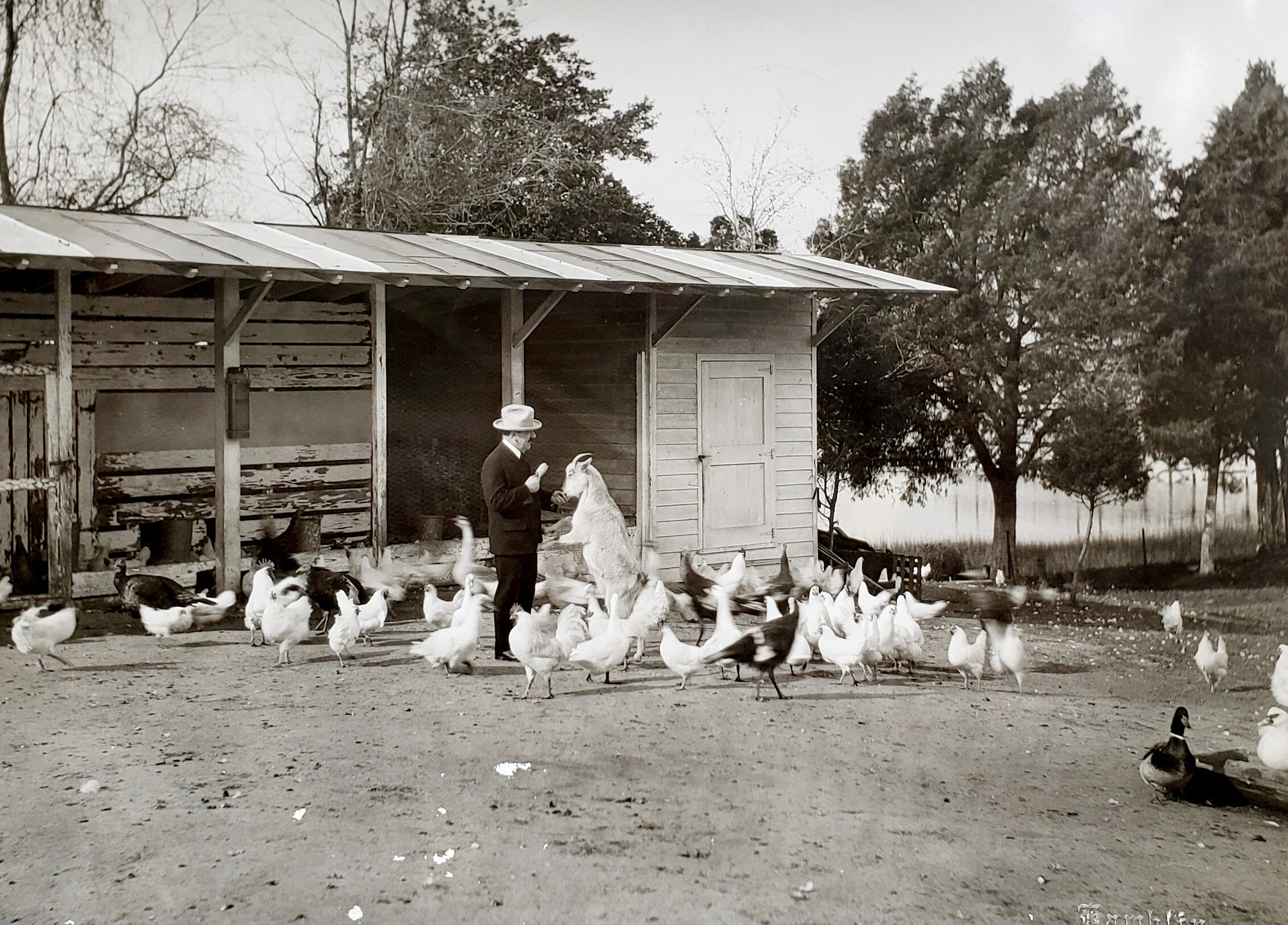 Amedeo with his favorite pet, Judy the Goat