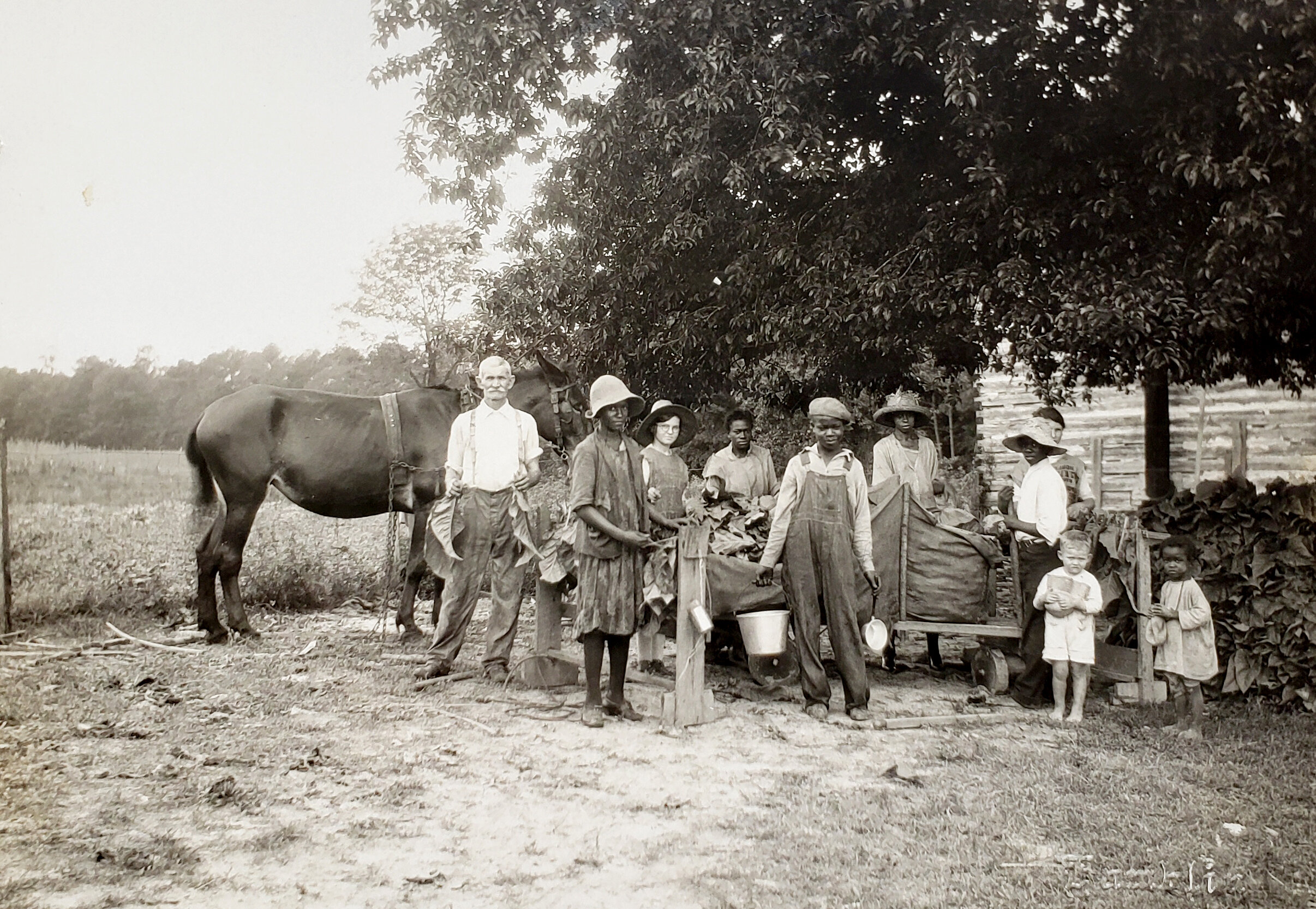 Tobacco farming at Bay Point Farm