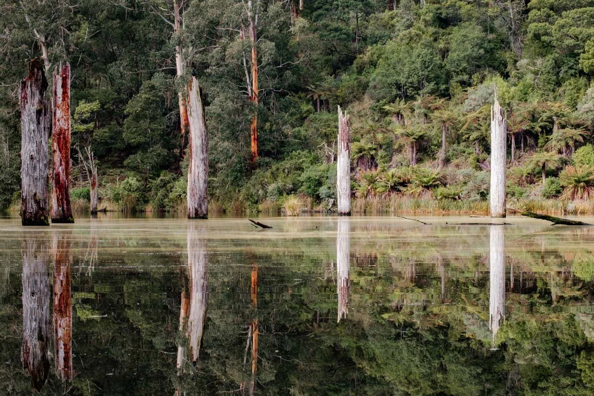 Still Waters | Lake Elizabeth