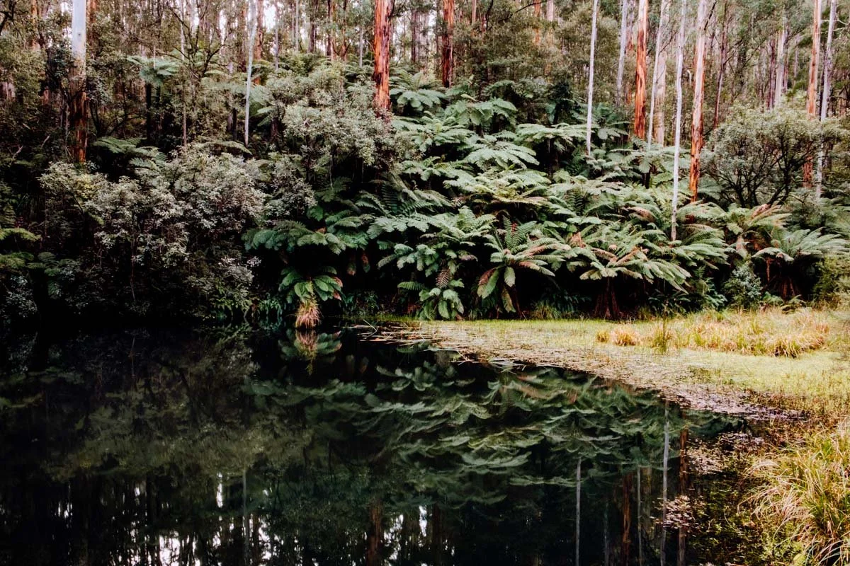 Among the Ferns | Lake Elizabeth