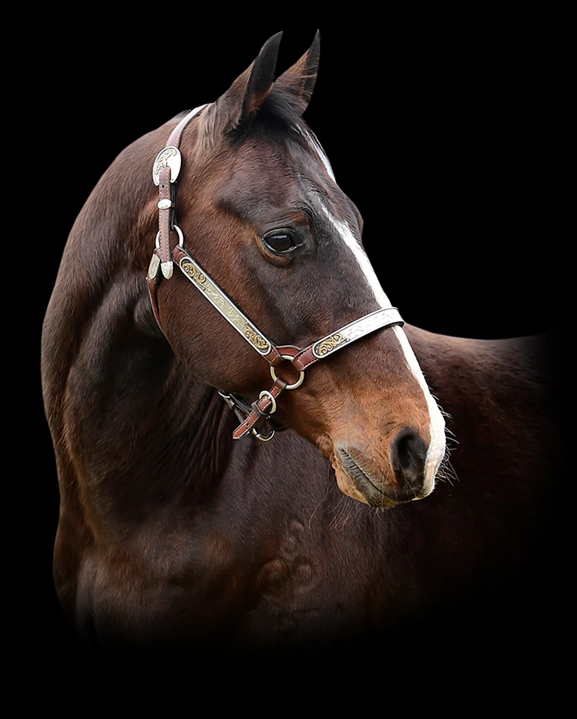 QP Clover Doc New Head.jpg
