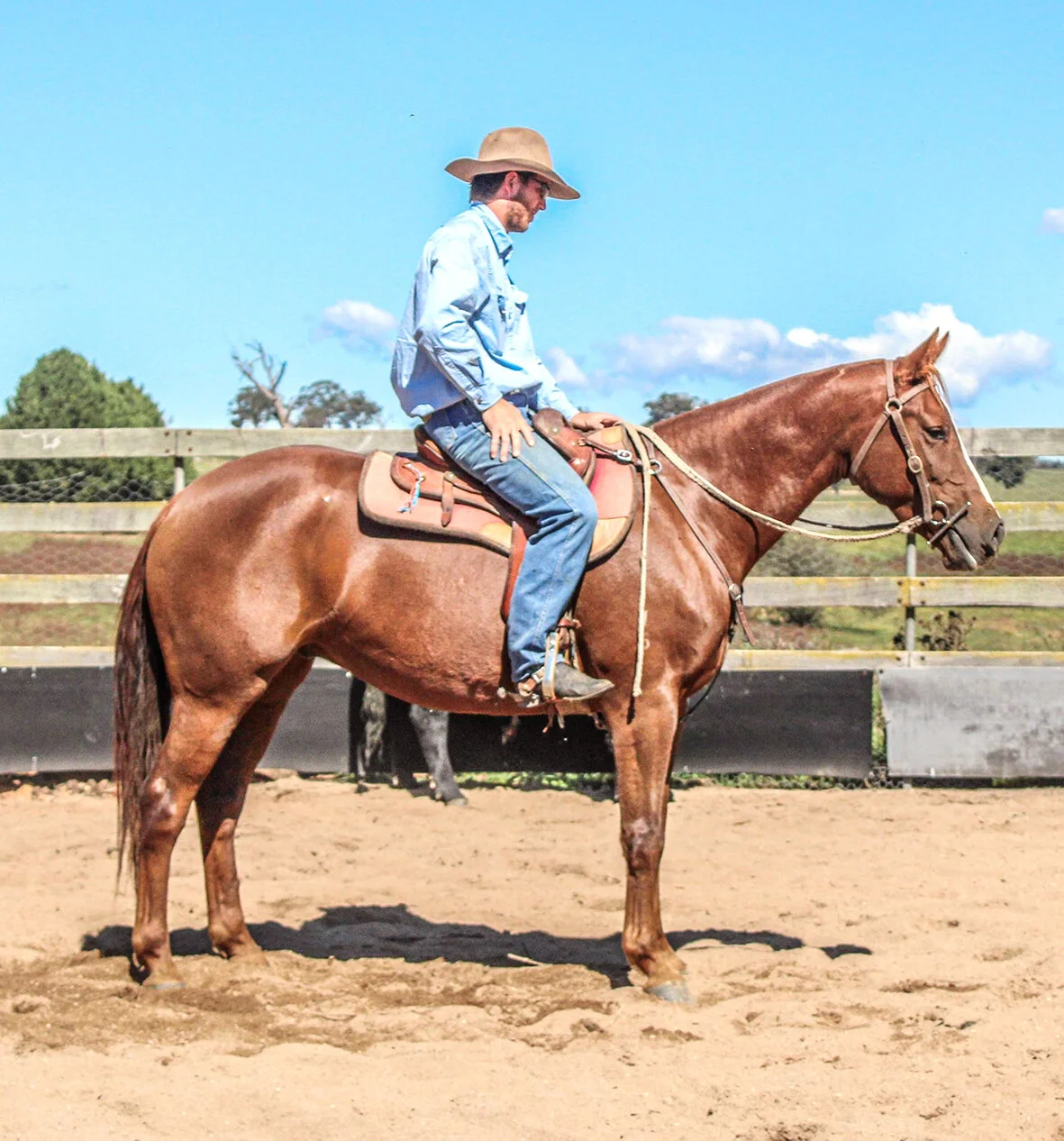 Gallery 3 — Texas Star Performance Horses