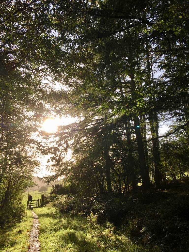 Sun coming through the trees in Dalby Forest, Yorkshire.