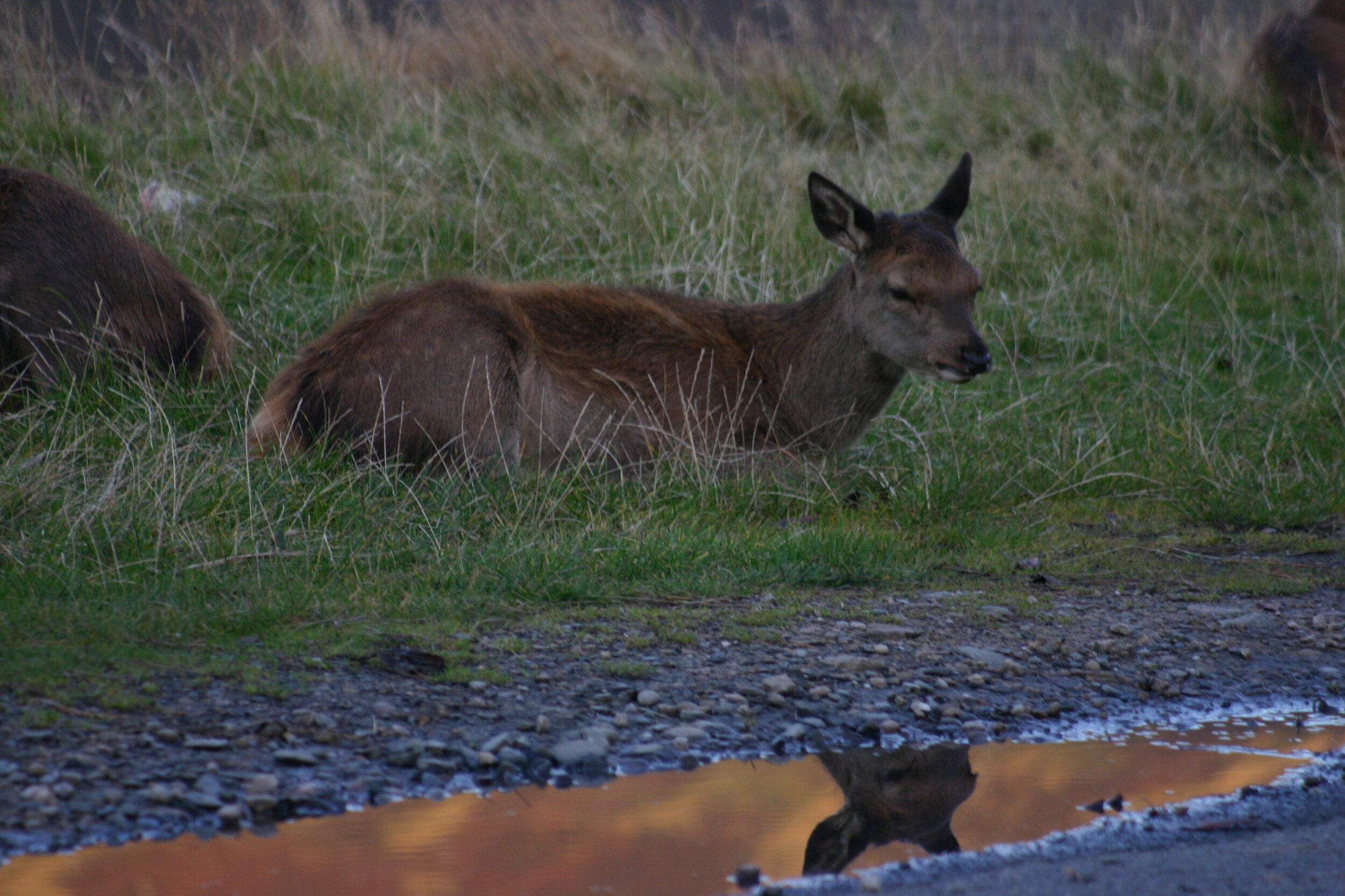Deer in Lochranza (2).JPG