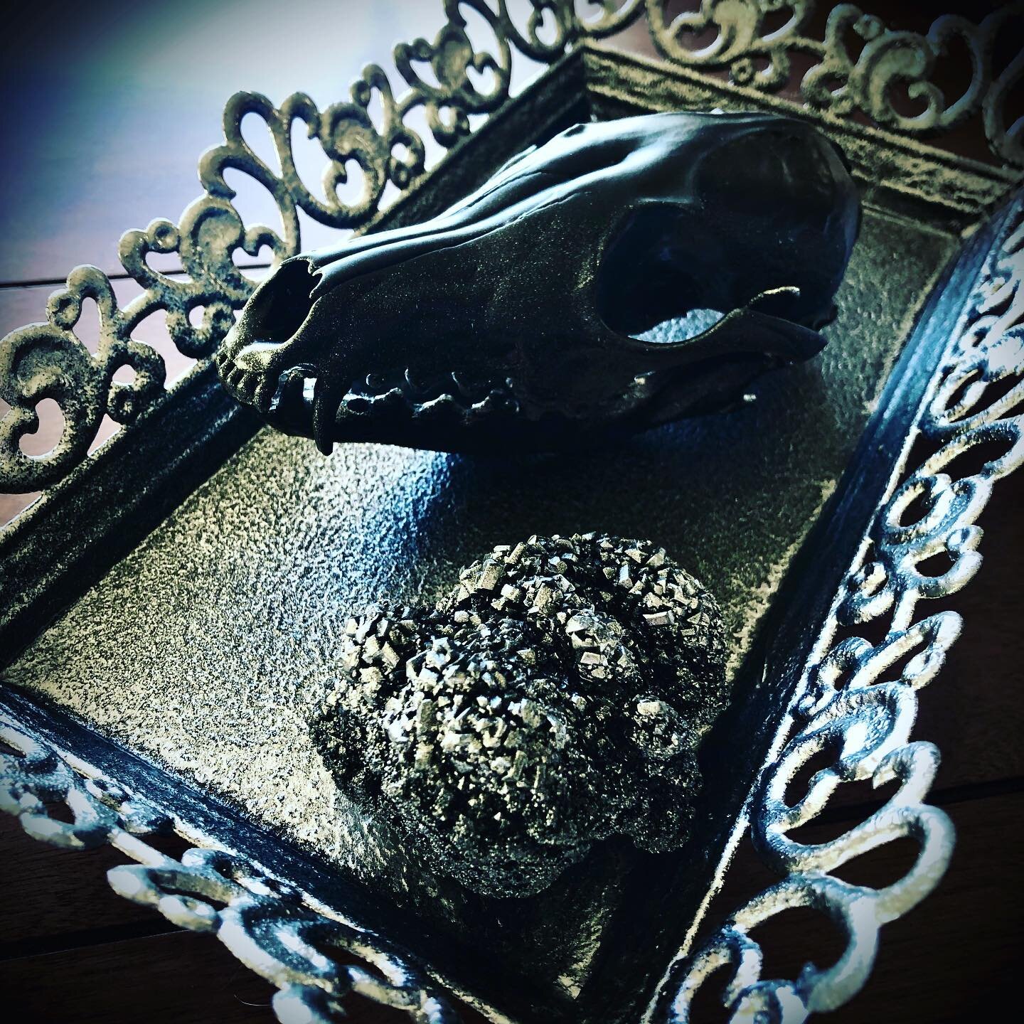 Silver and black fox skull in the making!!!! 🖤 🦊 .
.
#workinprogress #foxskull #skullartist #boraxcrystals #metaltray #thriftshopfinds #creatingart #creativesoul #bonecollector #blackandsilver #animalskull #skullart #artist #mixedmedia #northdakota