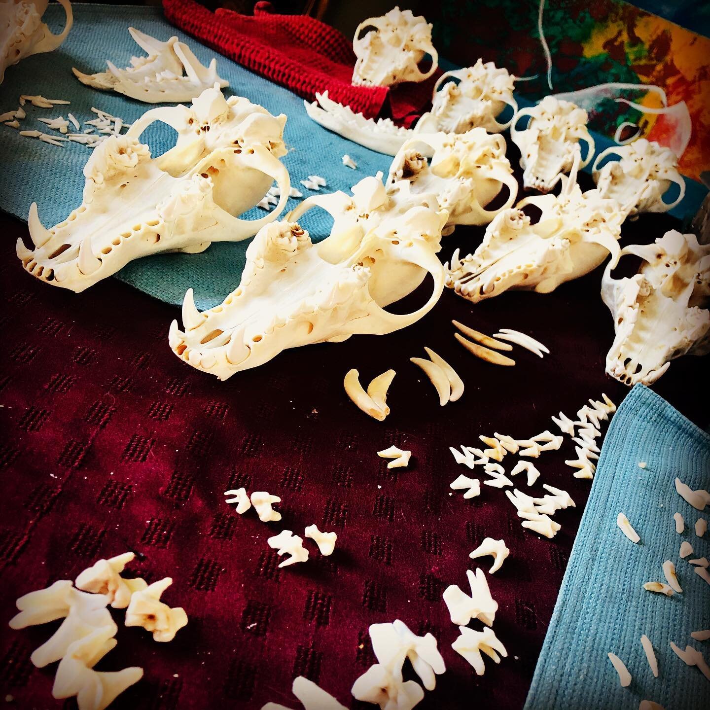 🧩 And the mission begins!!! ...teeth fell out while I was cleaning, and it all got mixed up.. 😞..now to puzzle them back together. 13 coyote skulls...
.
.
.
#puzzles #coyoteskull #coyoteteeth #assemblyrequired #bonecollector #odditiesandcuriosities