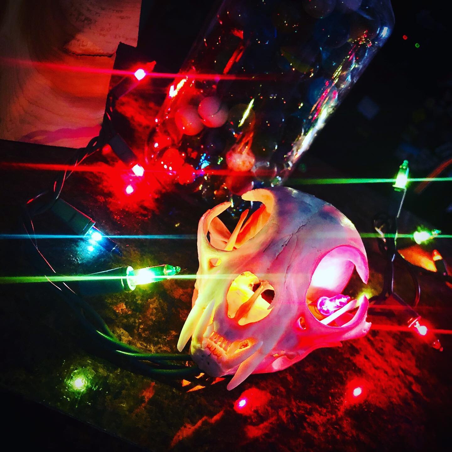 Christmas lights are up! #skulldecor #iloveskulls #bobcatskull #christmaslights #happyholidays2019 #decoratehowyouwant #vultureculture #bonecollector #boneartist #skullartist #loveofskulls #glassmarbles #antiques #antiquemarbles #oddities #odddecor