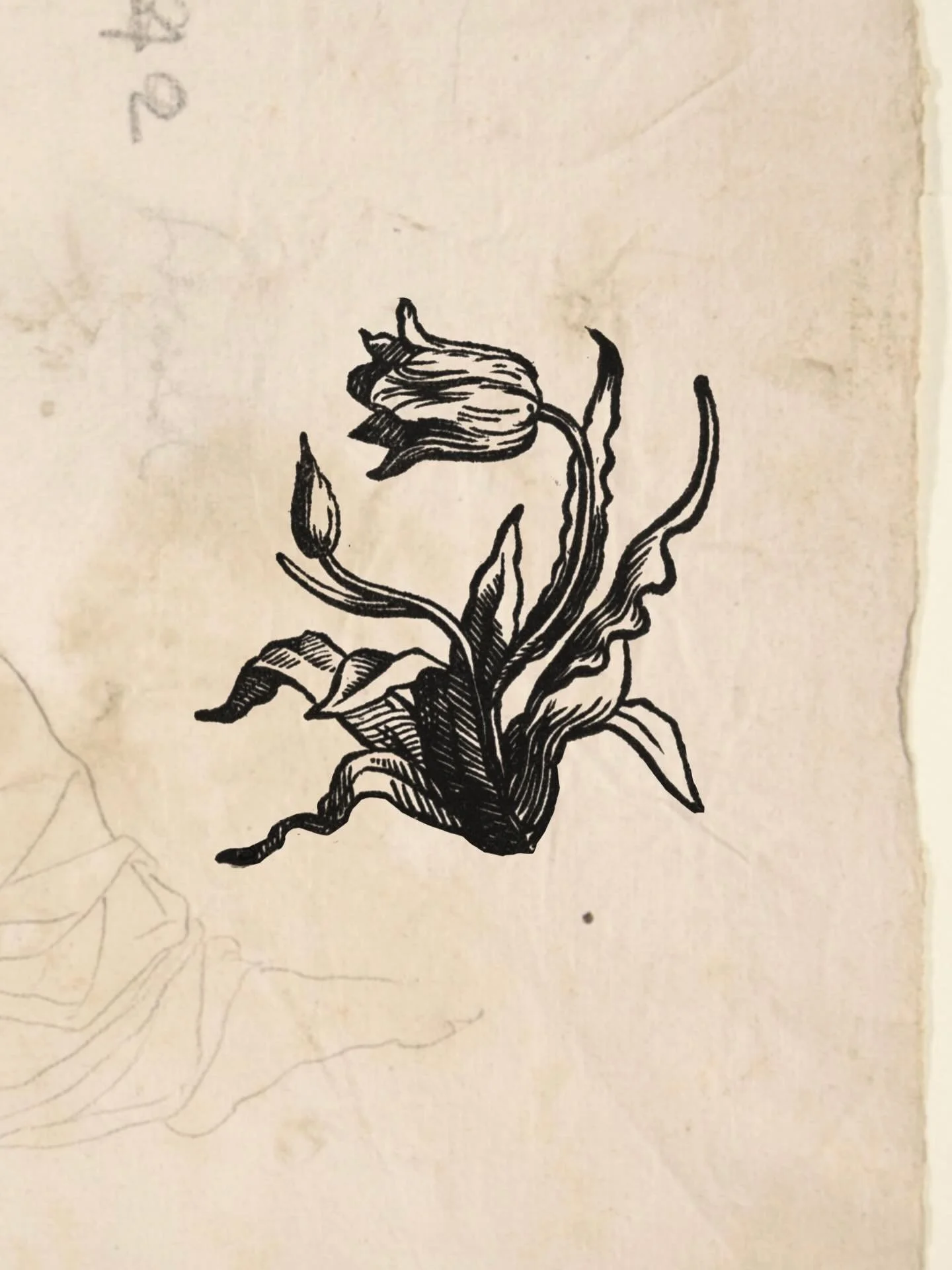 A couple of new tulips available to tattoo&hellip;