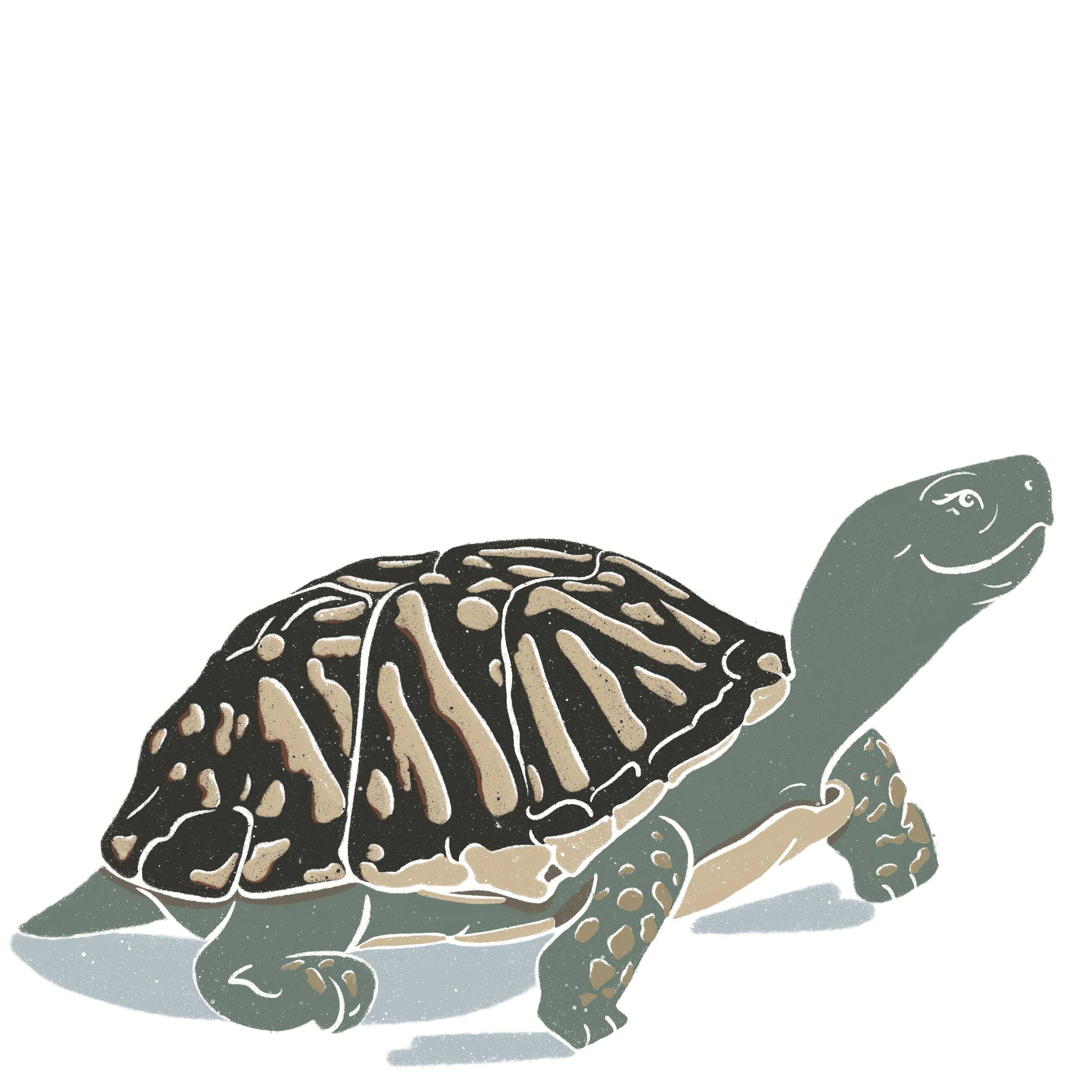 Tides_Green_Box_Turtle 5.png
