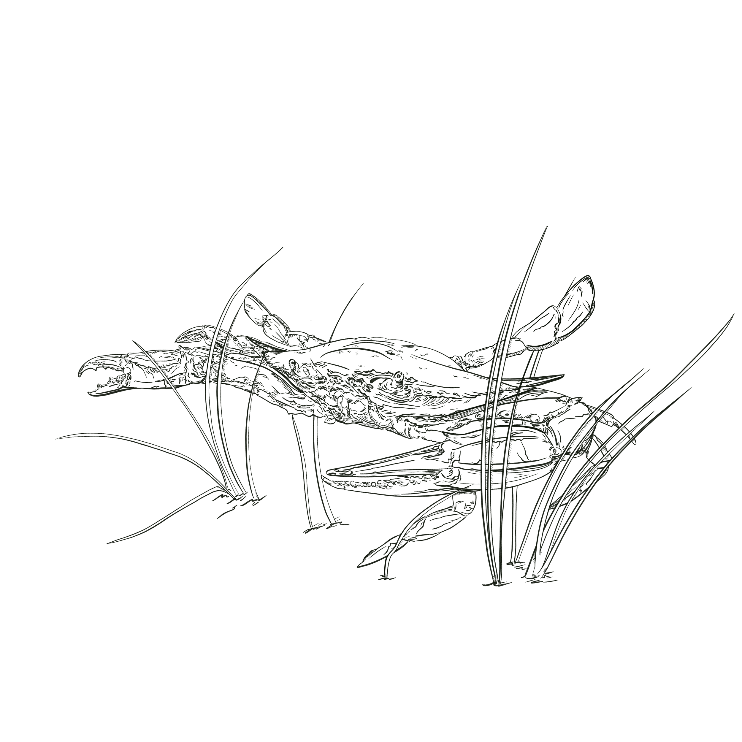Crab_In_Sea_Grass.png