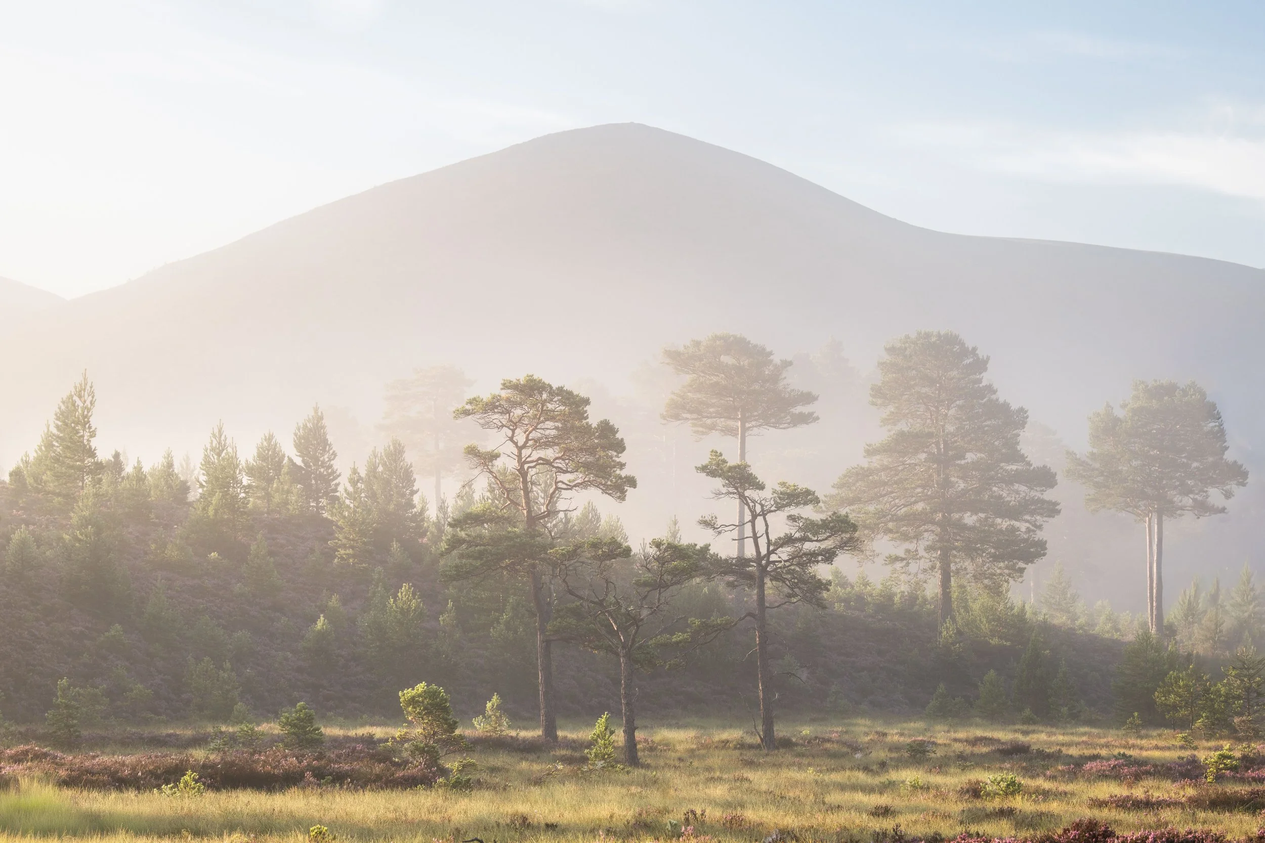 ABERNETHY-8.jpg