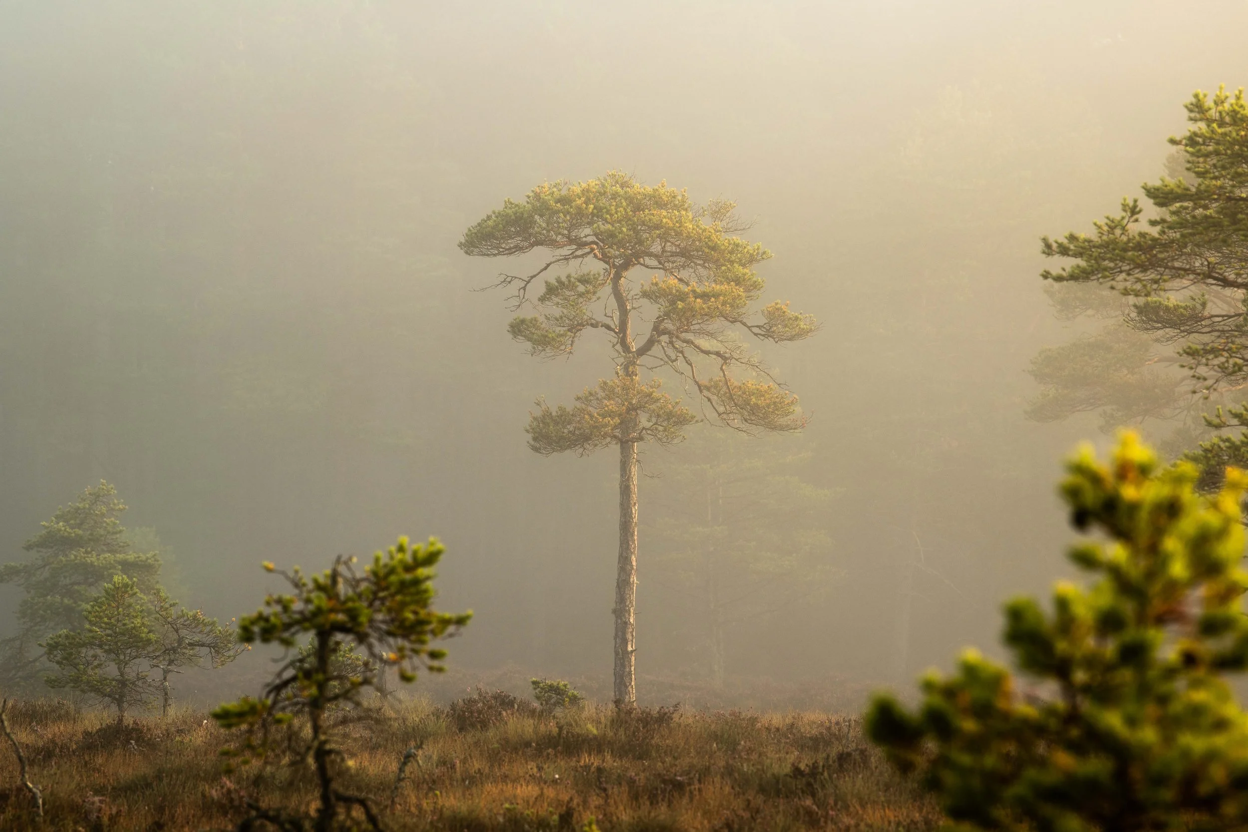 ABERNETHY-9.jpg