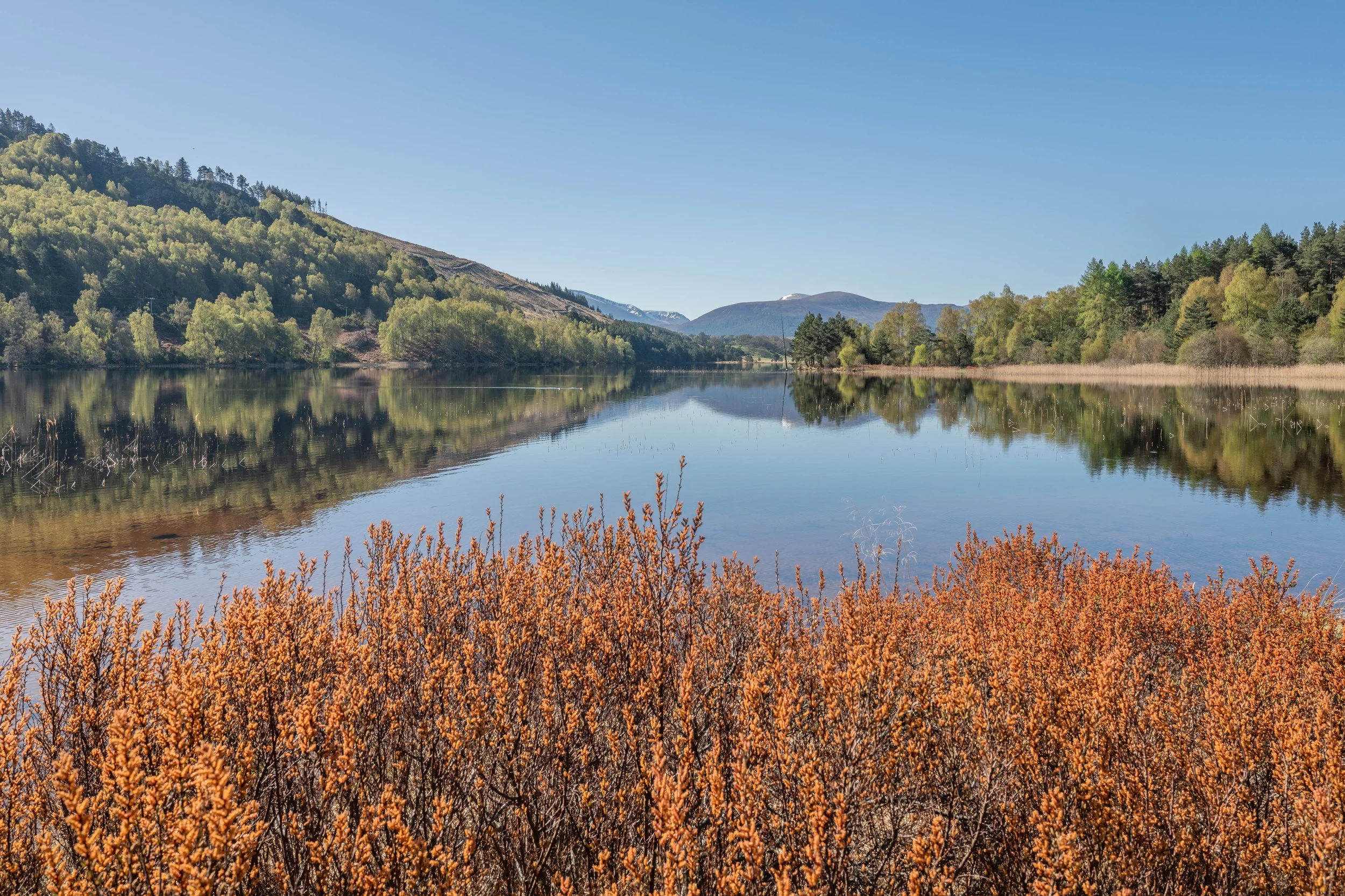 ABERNETHY-4.jpg