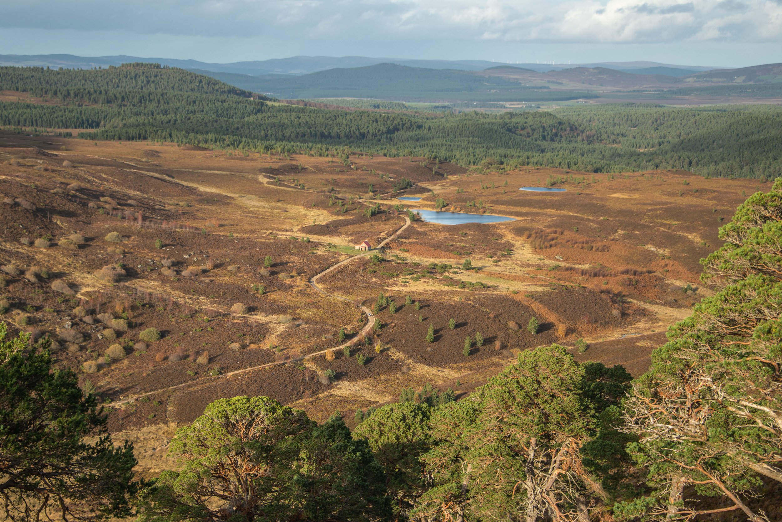 ABERNETHY-10.jpg