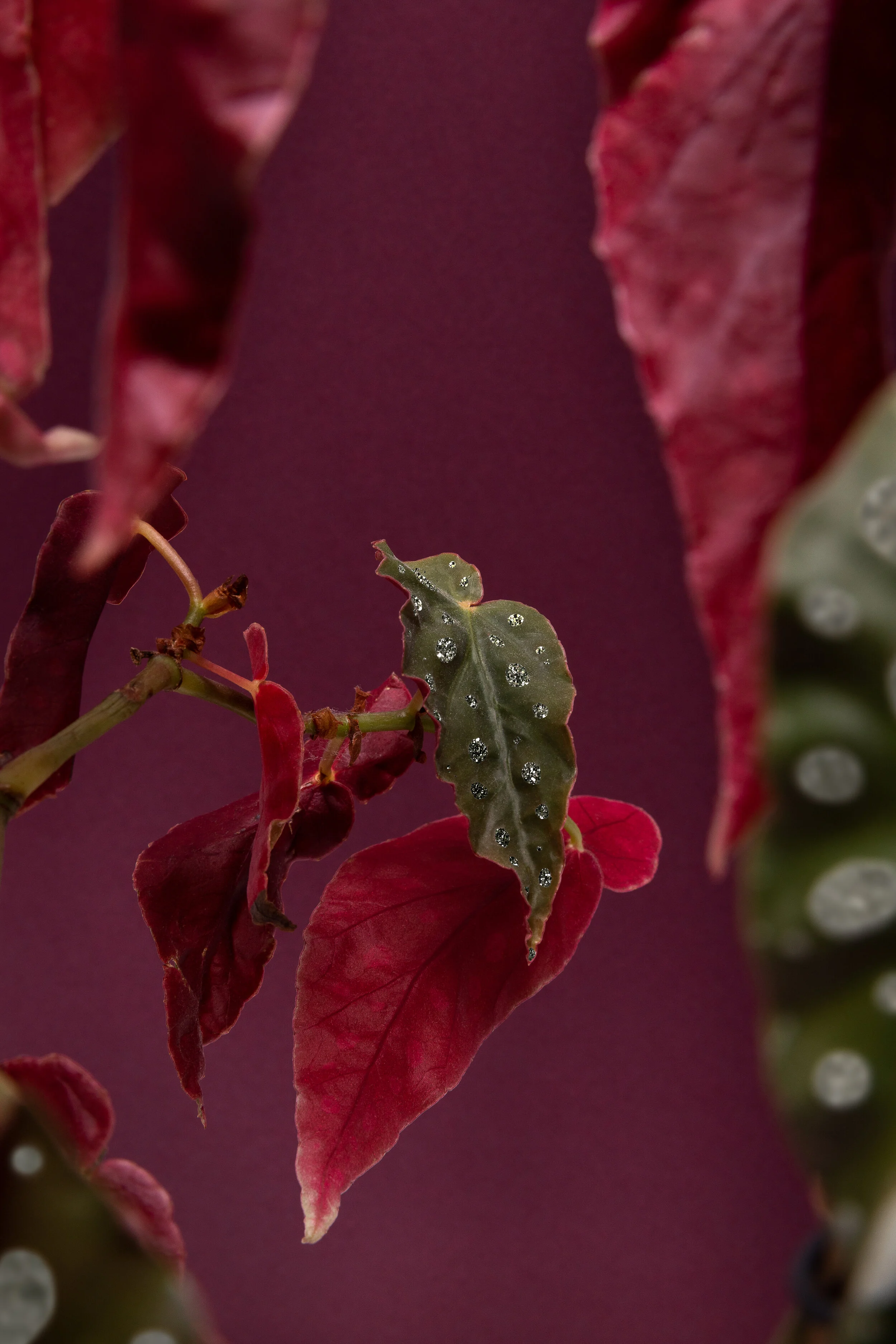 PlantTestShoot-083.jpg