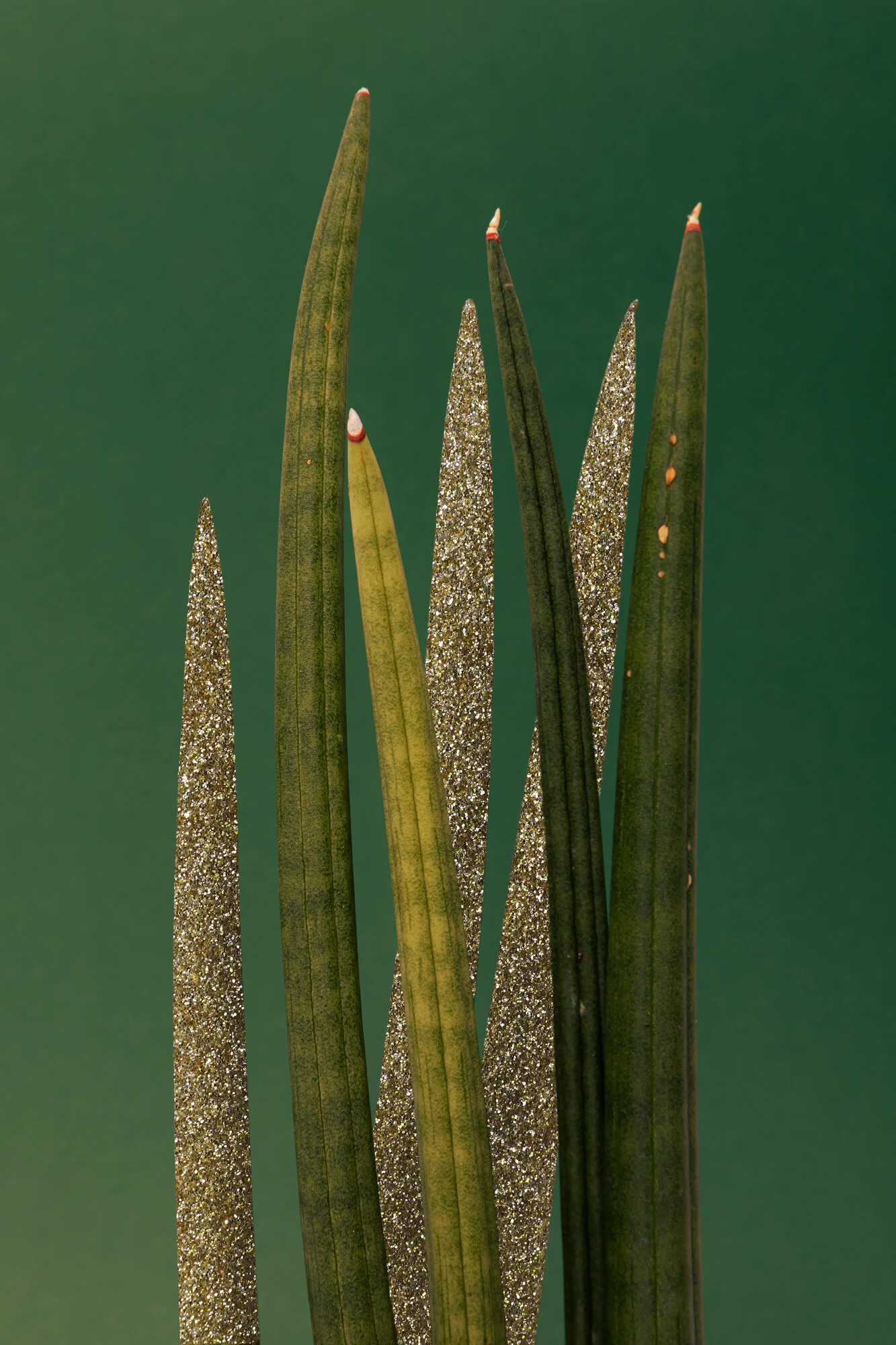 PlantTestShoot-023Glitter.jpg