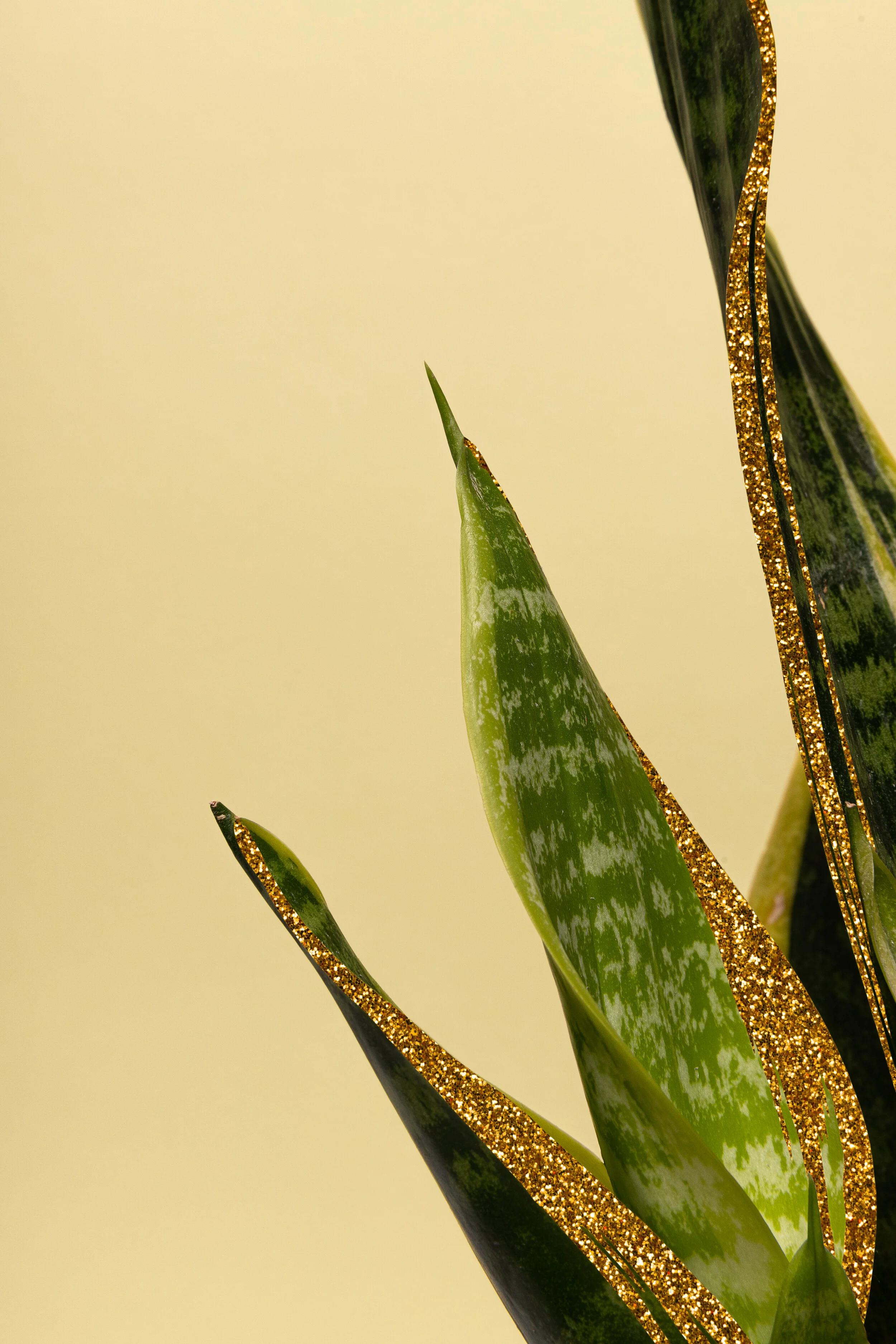 PlantTestShoot-162Glitter2.jpg