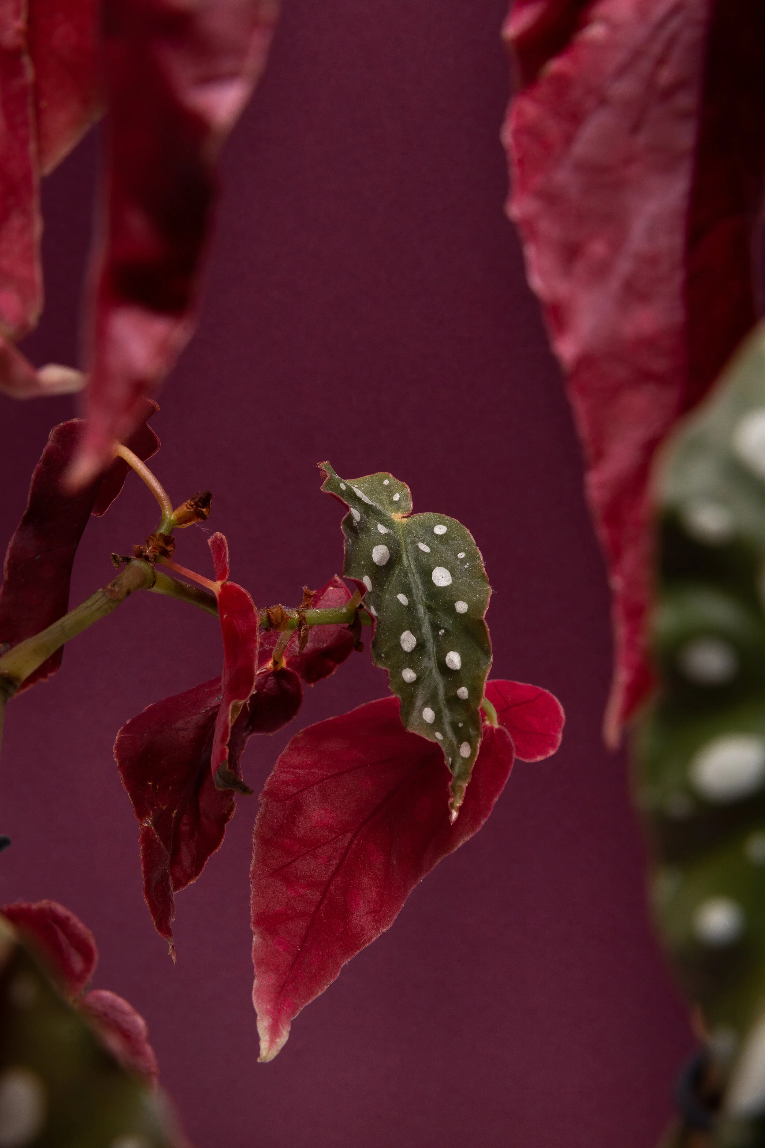 PlantTestShoot-083-2.jpg