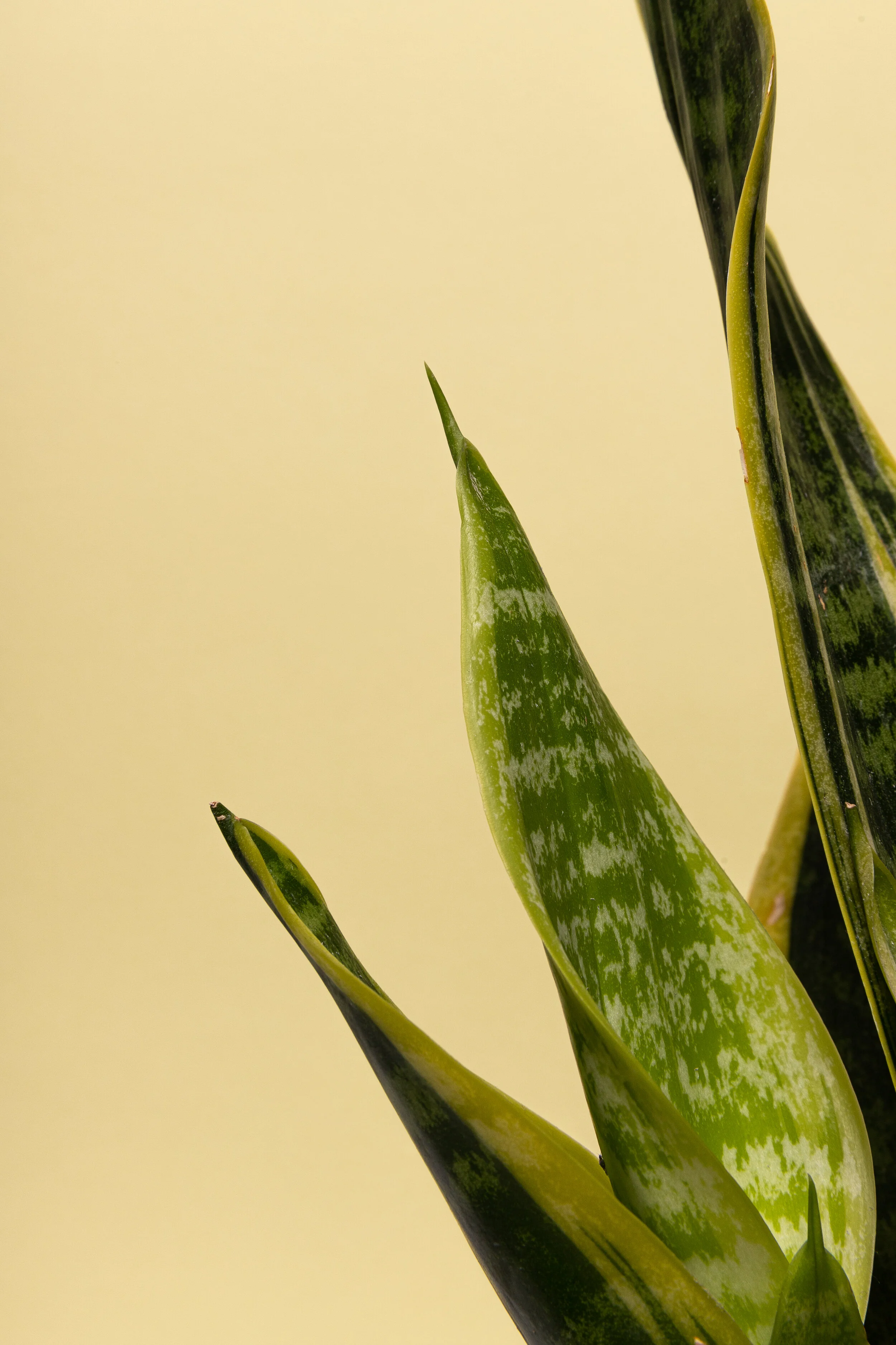 PlantTestShoot-162.jpg