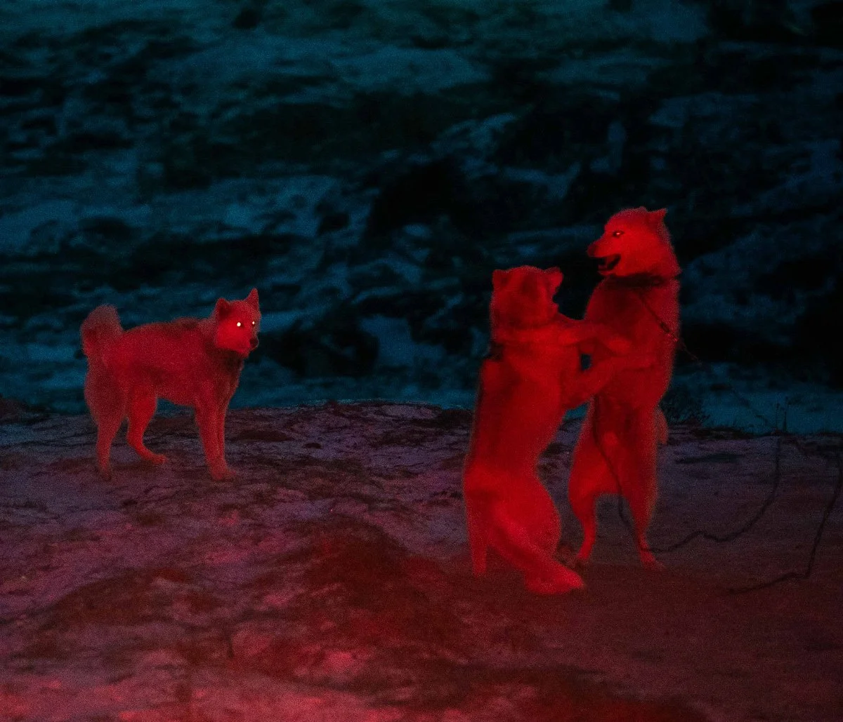 Image issue d'un sujet de revue EPIC 19 : des chiens éclairés de rouge dans la nuit.