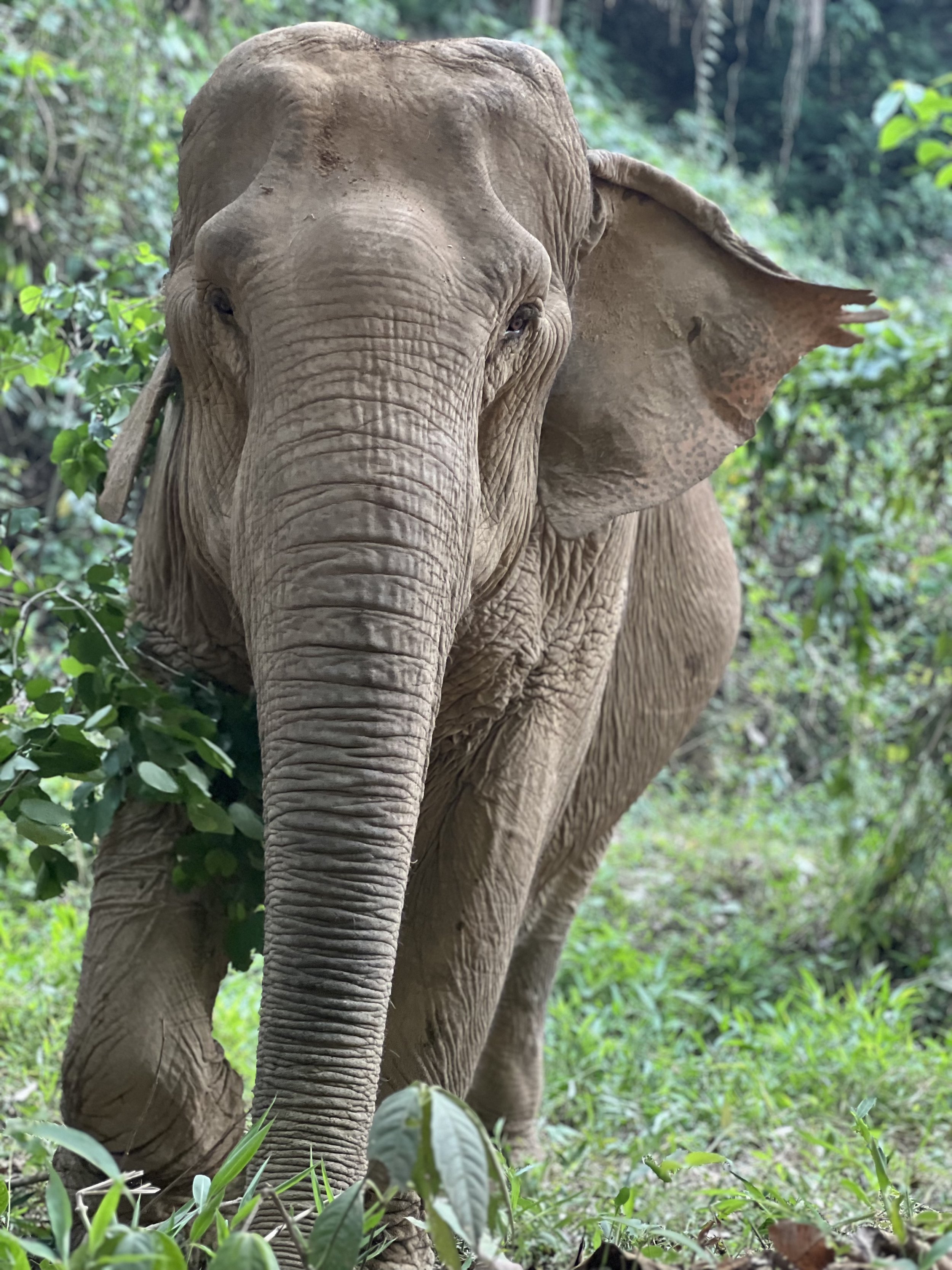 Our Christmas Wish came true - The Rescue of Boon Dwang