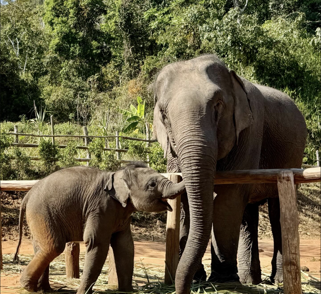 Mama Rose &amp; Baby Precious