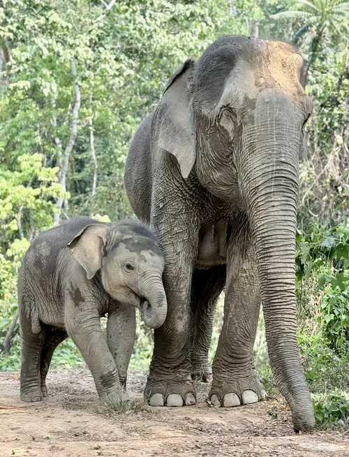 Mama Rose & Baby Precious
