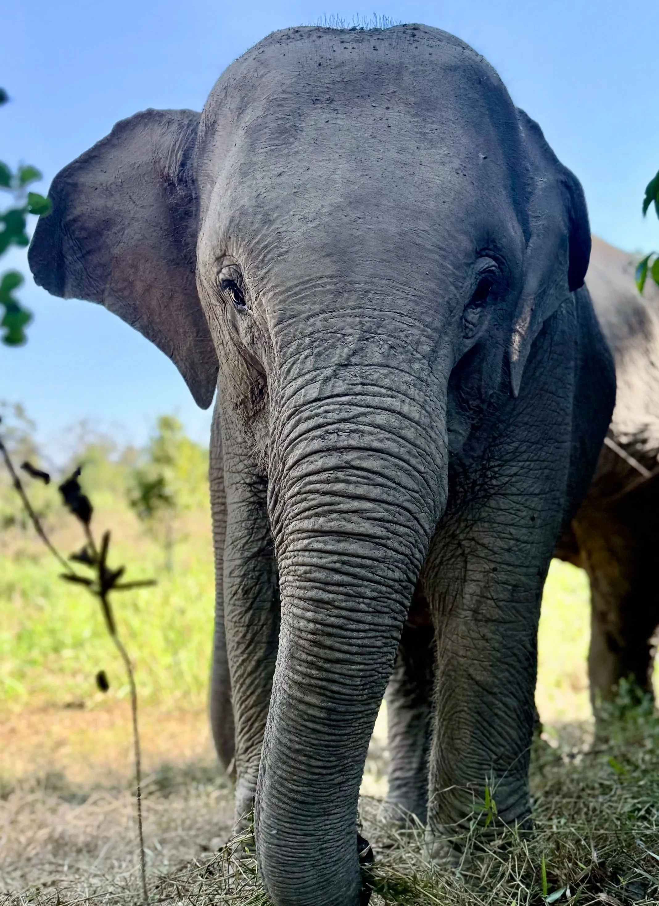 Adorable Aroon