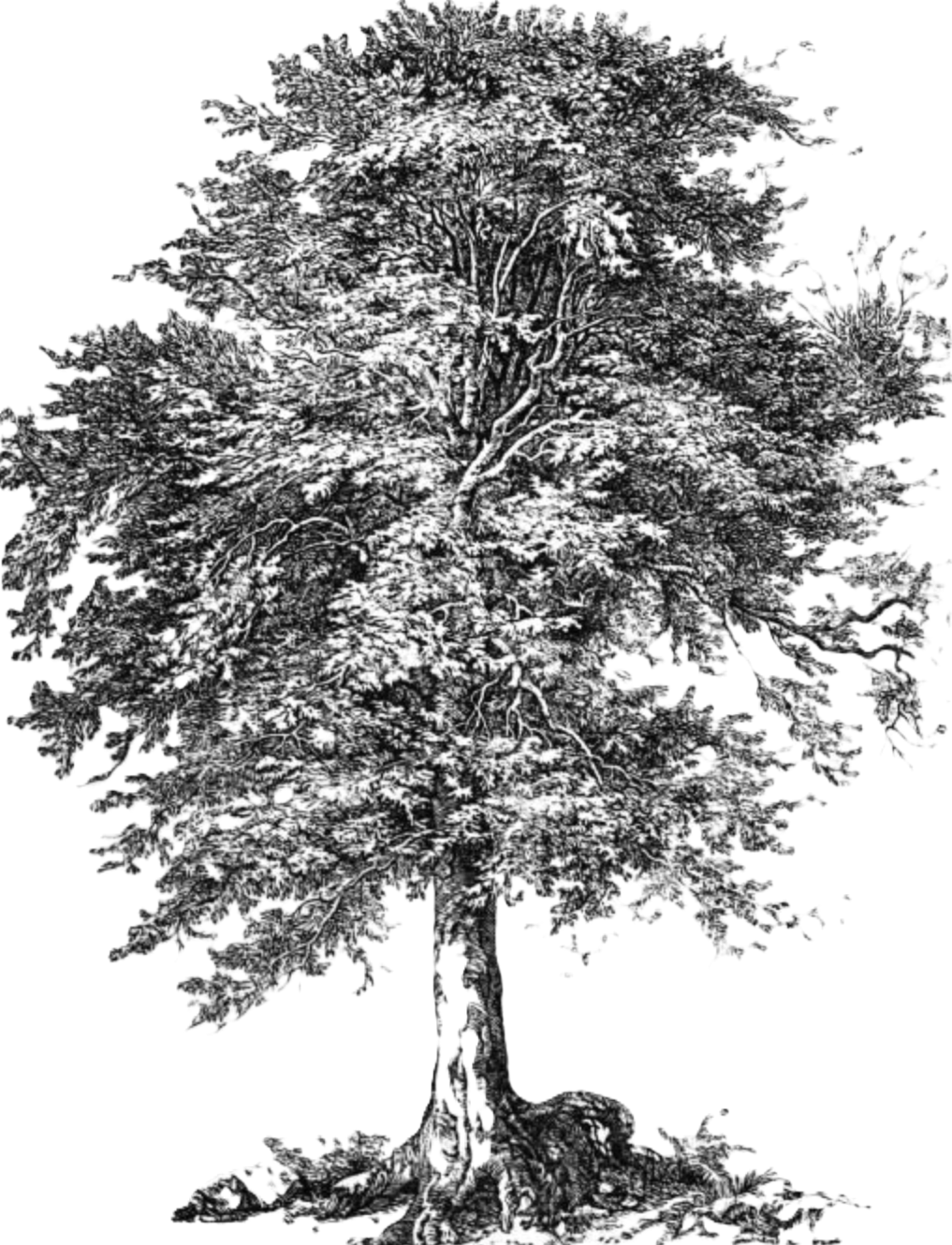 Beech Advisory - Advising | Accounting | Empowering