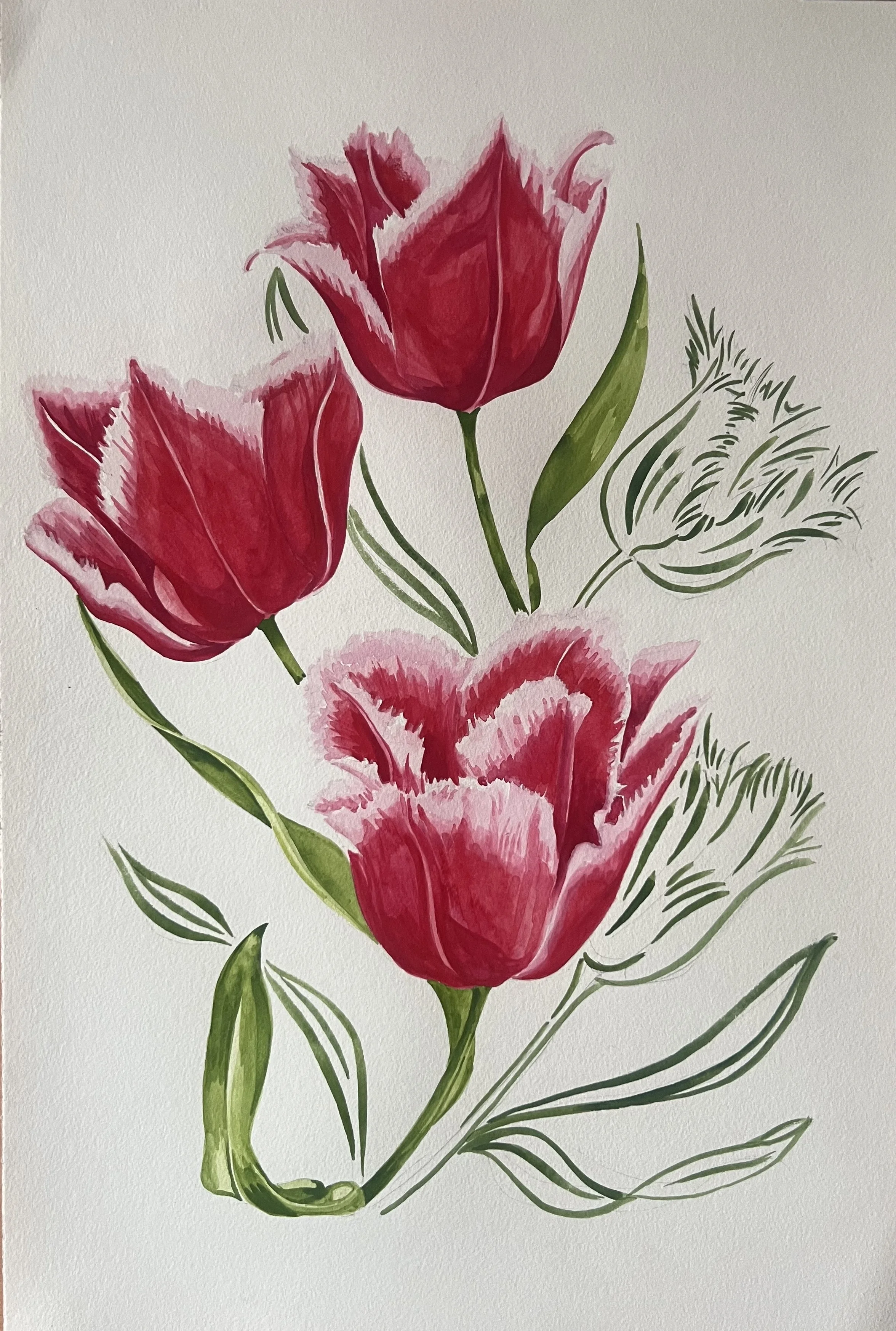 Red Tulips with illustatrative lines .jpeg