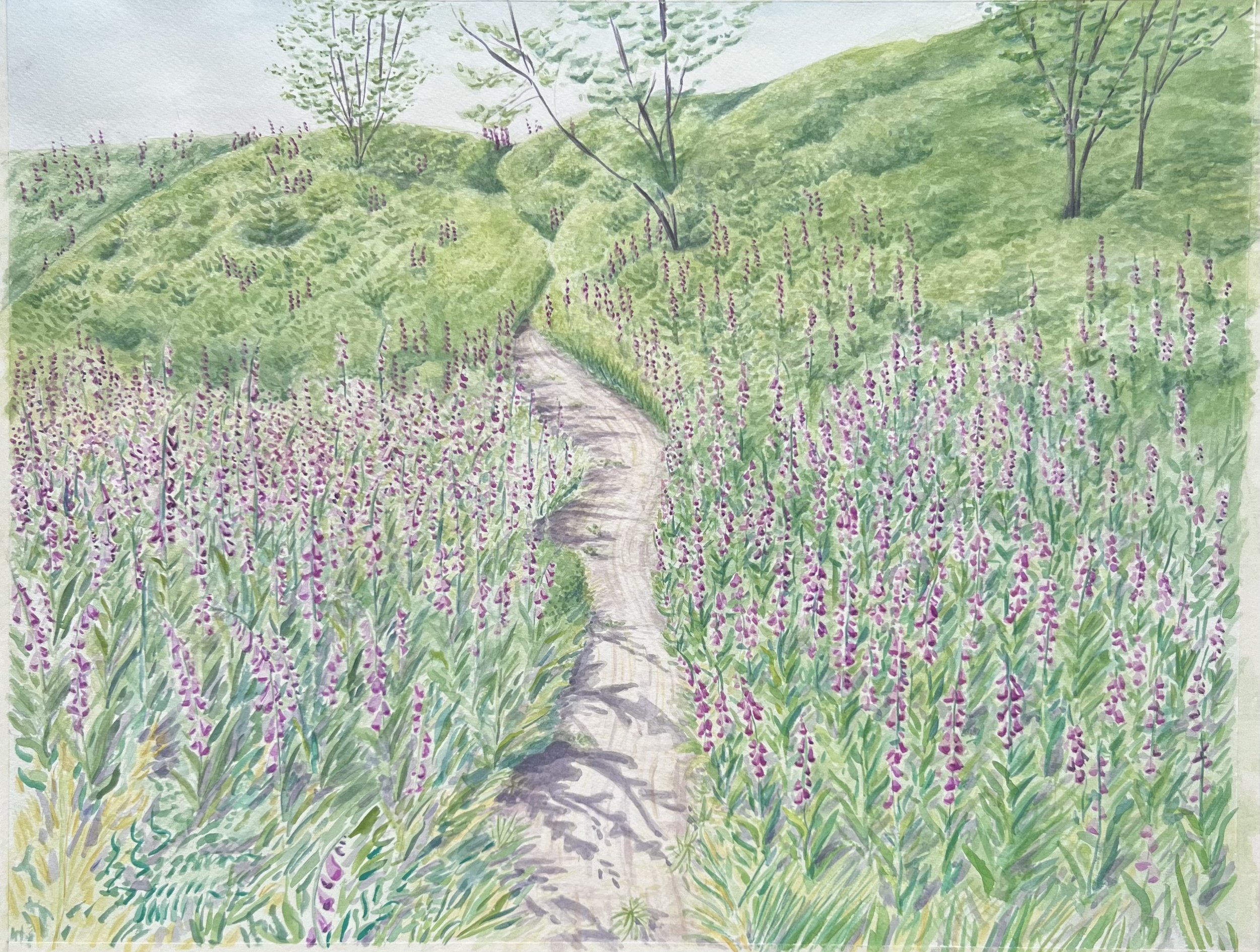 Foxglove Landscape.jpeg