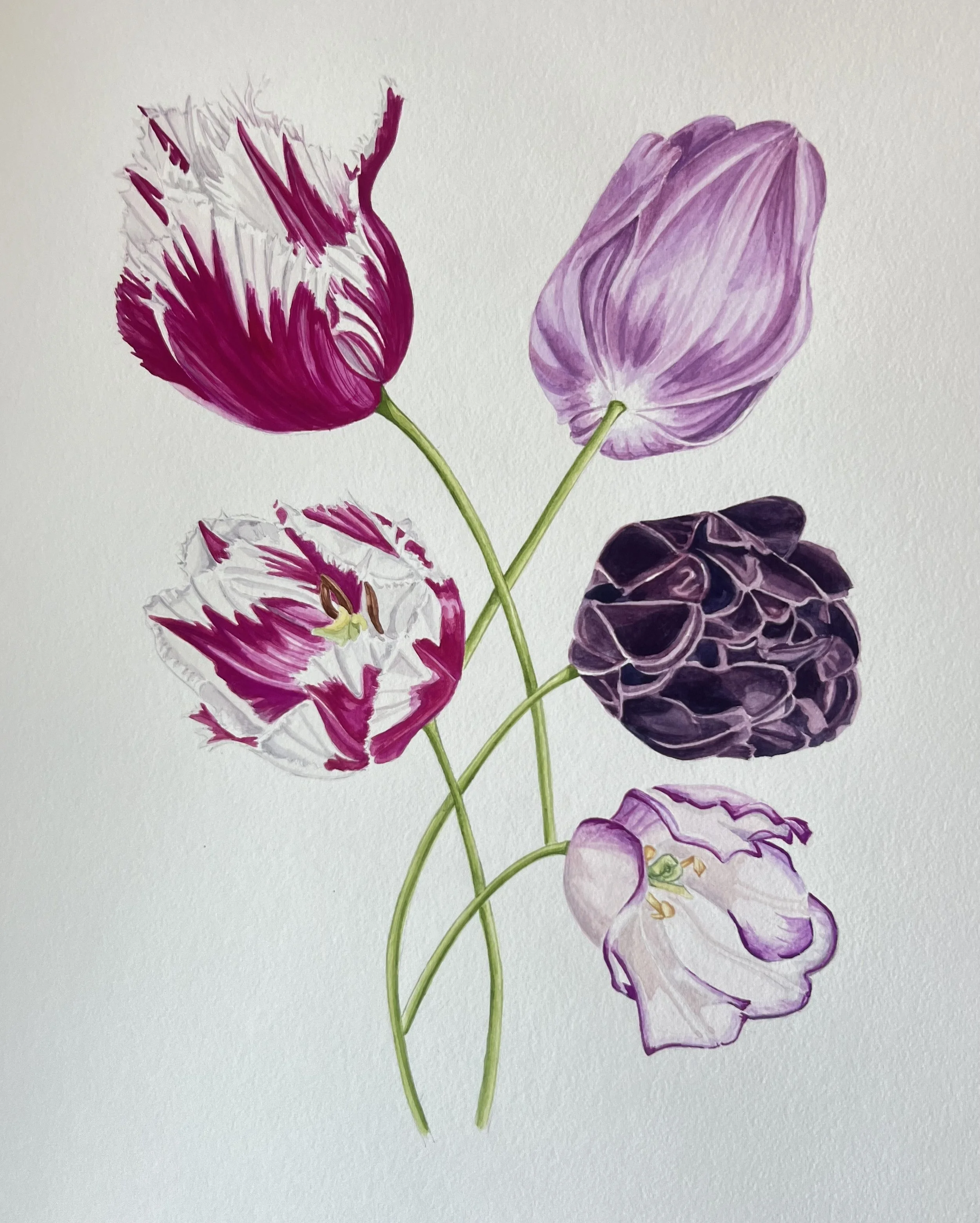 Symphony of Tulips.jpeg