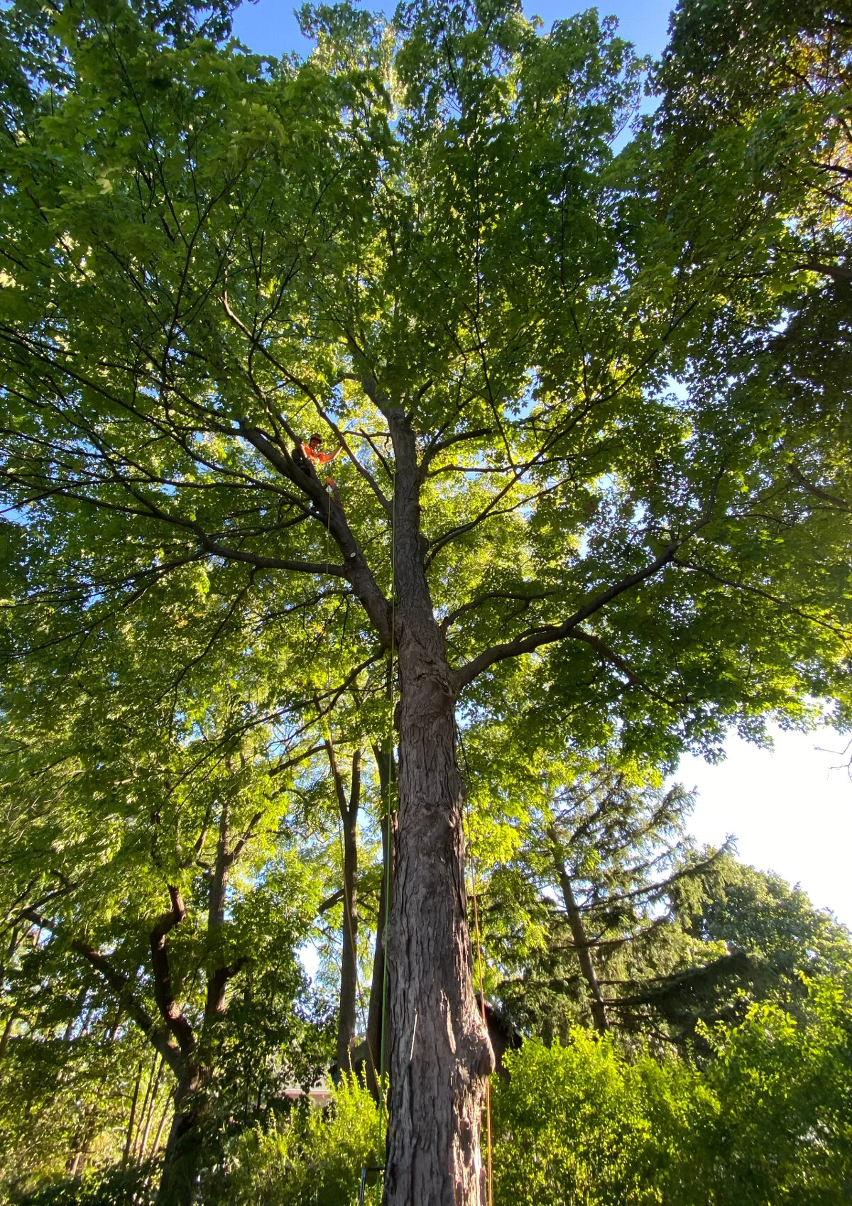 silver maple prune arborcare.jpg