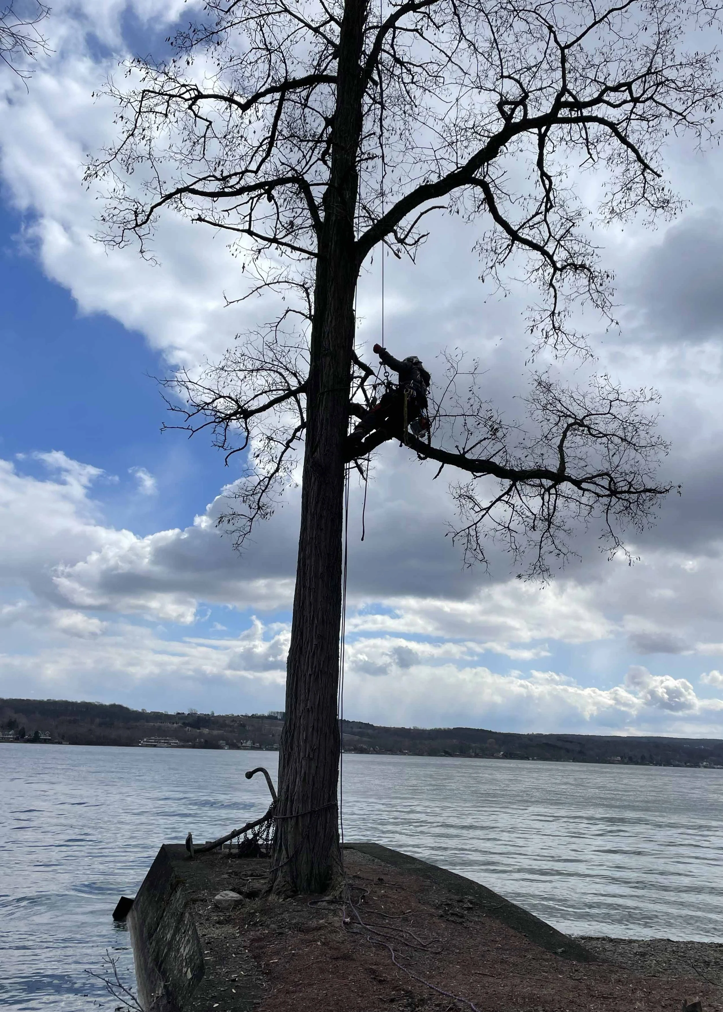 keuka lake tree on a point prune arborcare ny.jpg