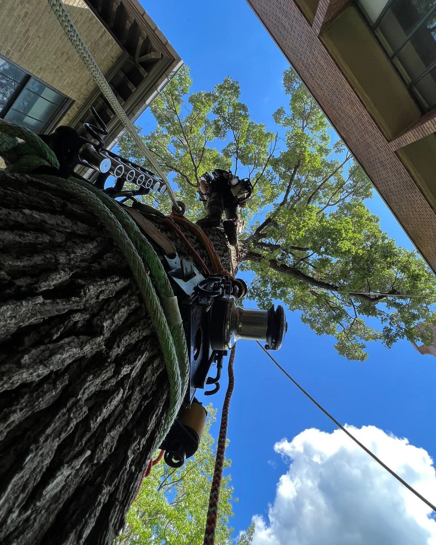 tree and built environ.jpeg