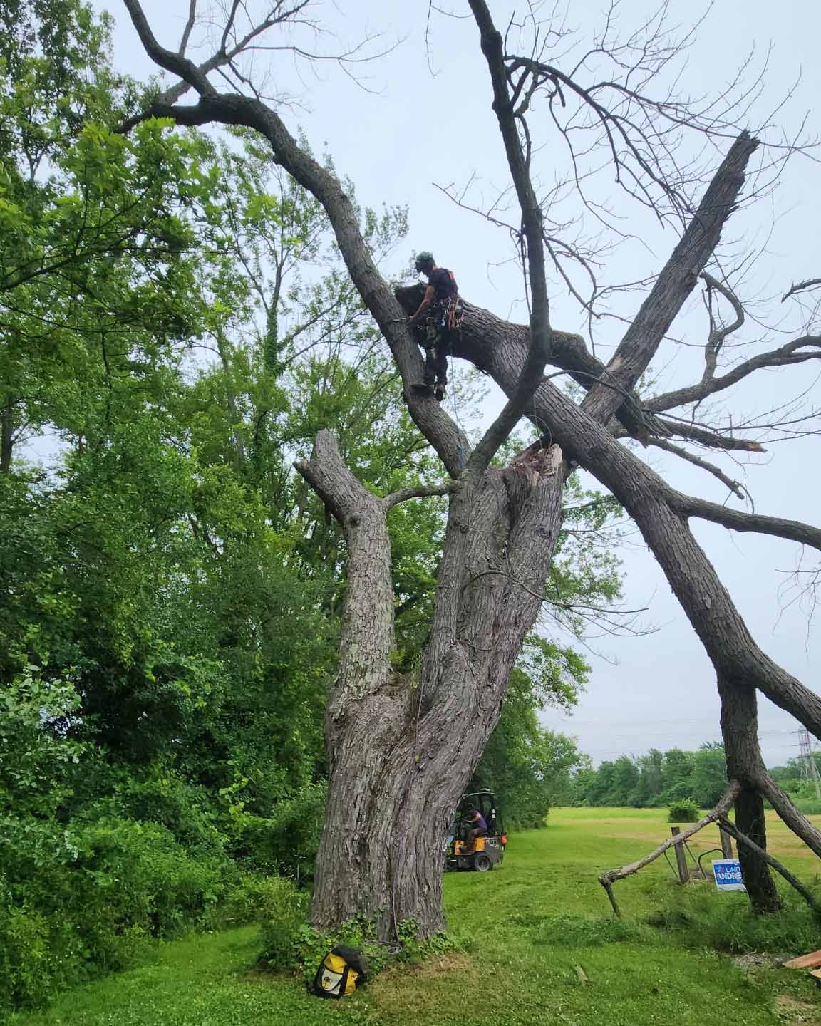 storm damage ian setting up arborcare pittsford.jpg