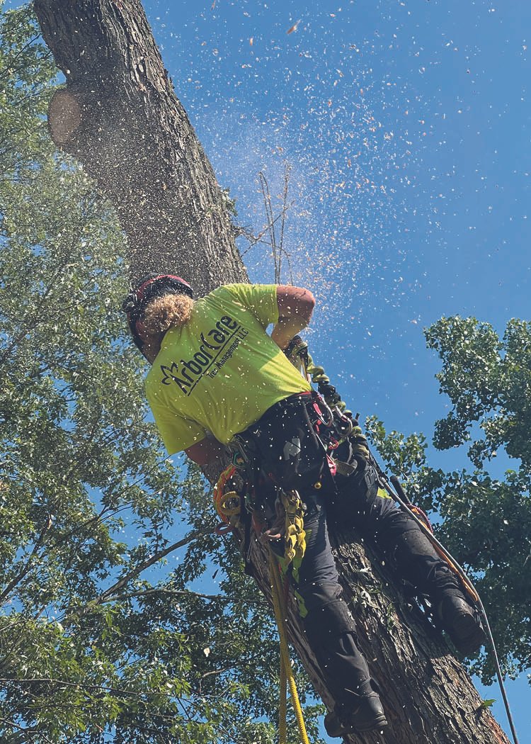 arborcare saw in spar brighton ny.jpg