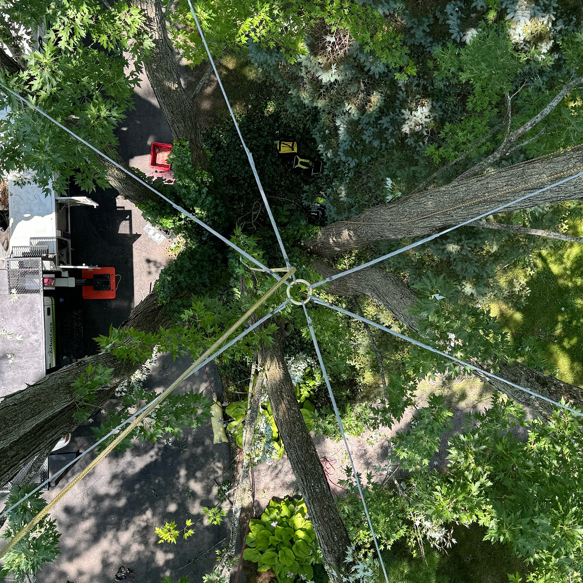 spoke cabling arborcare tree mgmt.jpg