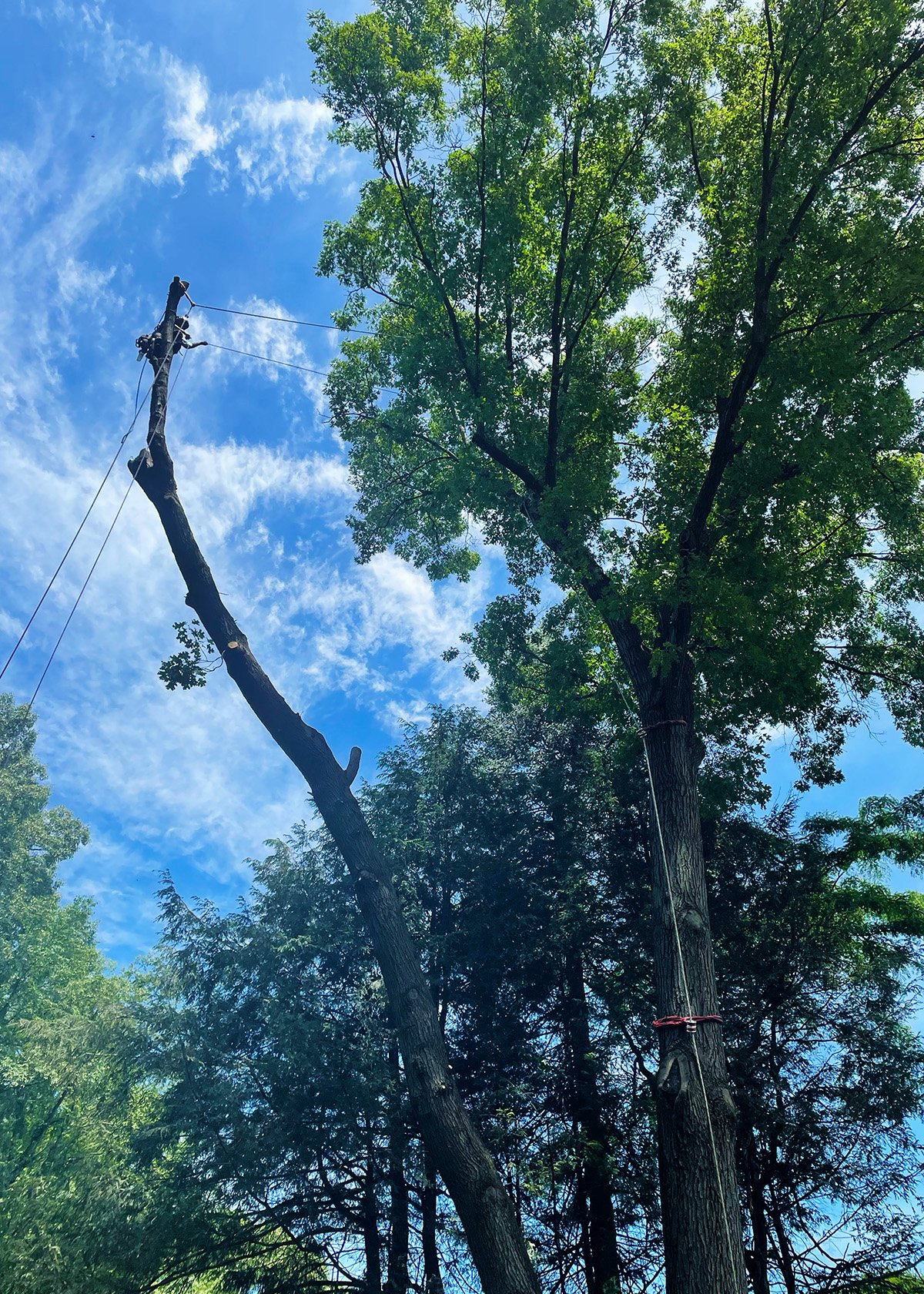 technical rigging arborcare tree pittsford ny.jpg