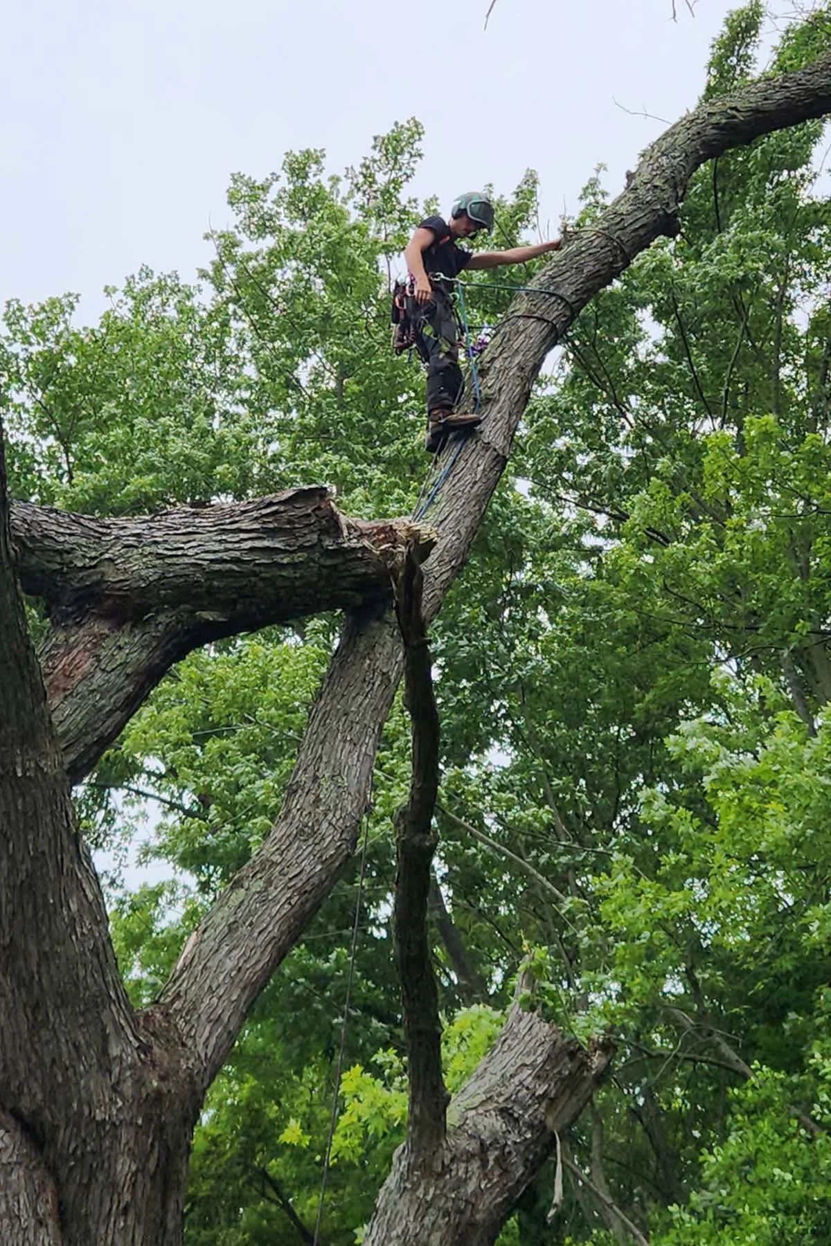 climber in storm damage tree.jpg