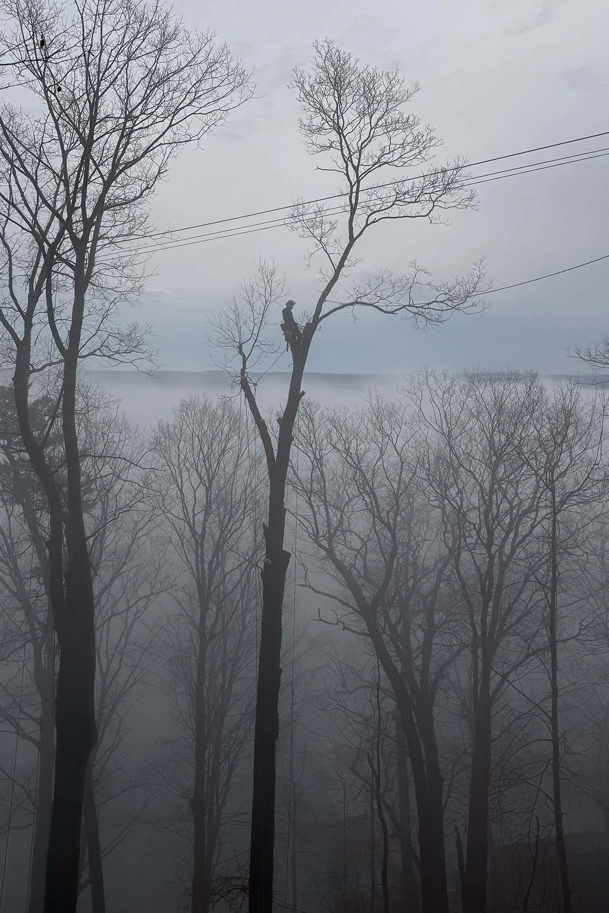 climber in fog over seneca lake arborcare tree.jpg