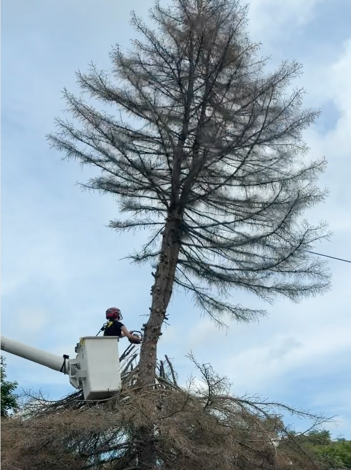 topping out a dead spruce suzie.jpg