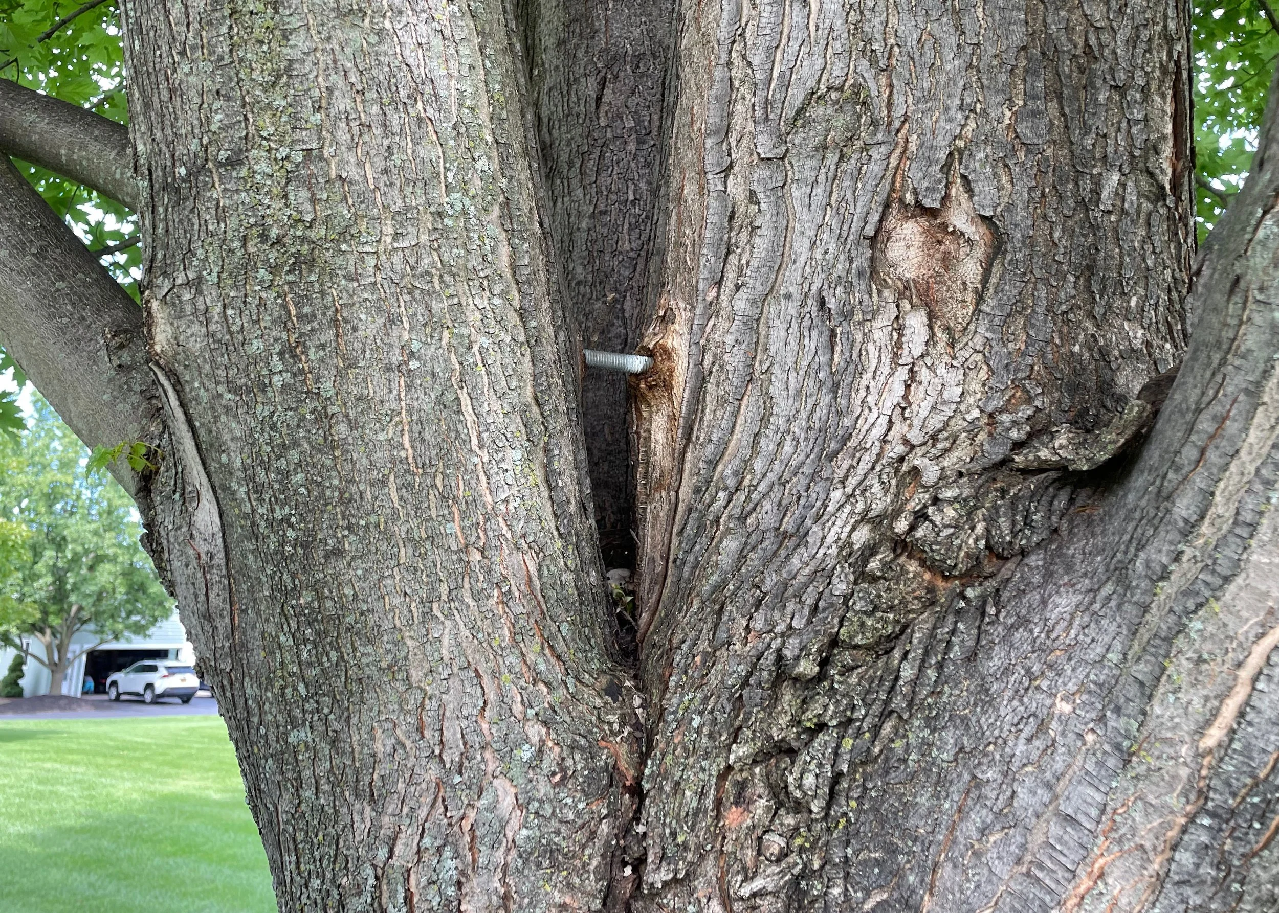 tree healing from bracing arborcare victor ny.jpg