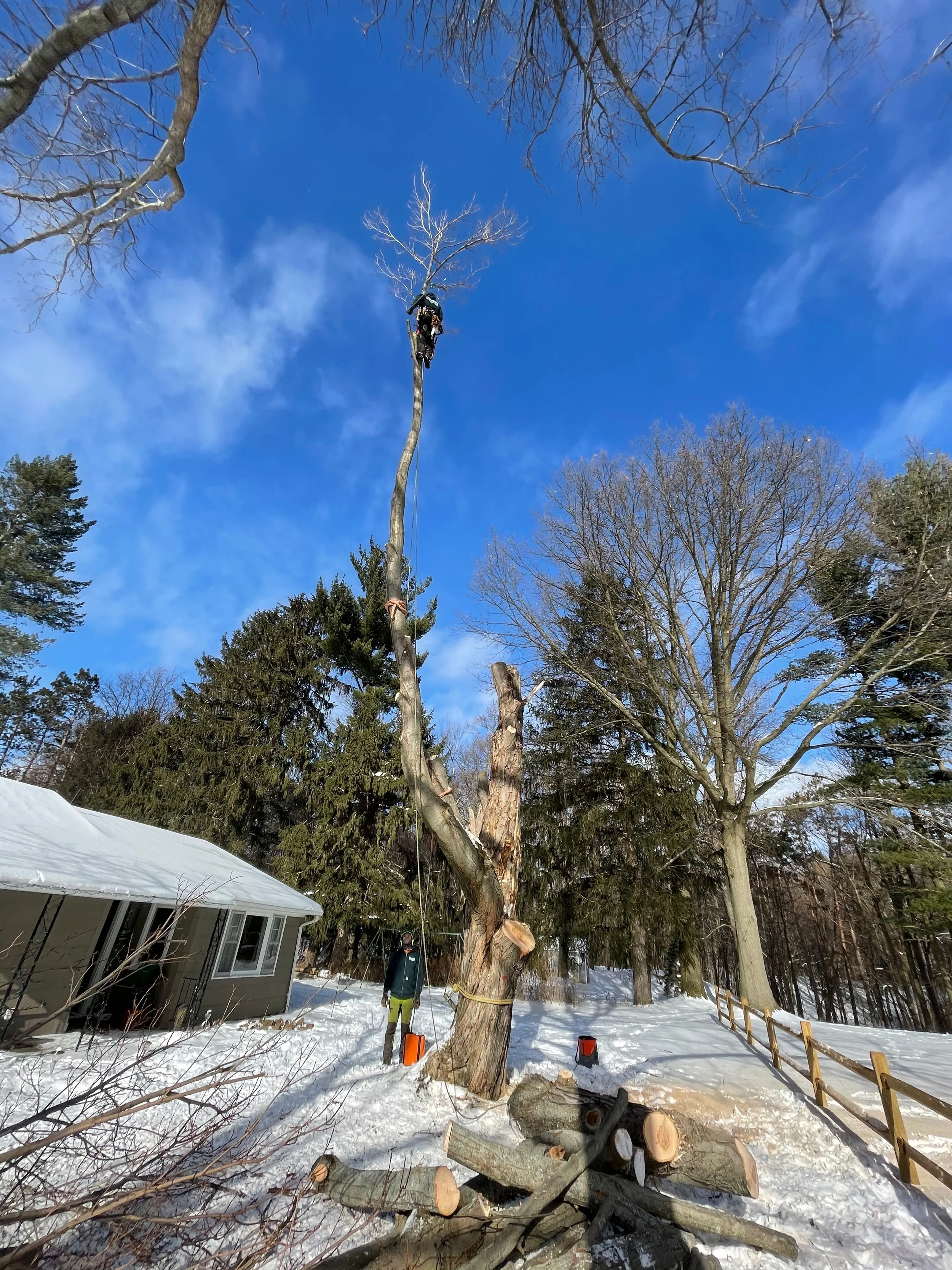 winter removal of maple.jpg