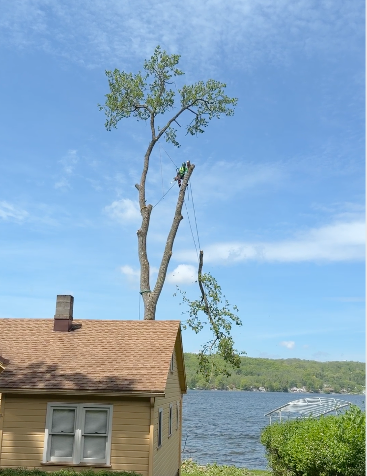 Piecing out cottonwood over cndga lake.jpg