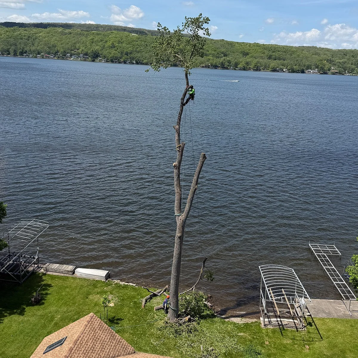 Cottonwood removal spar canandaigua lake arborcare w climber.jpg