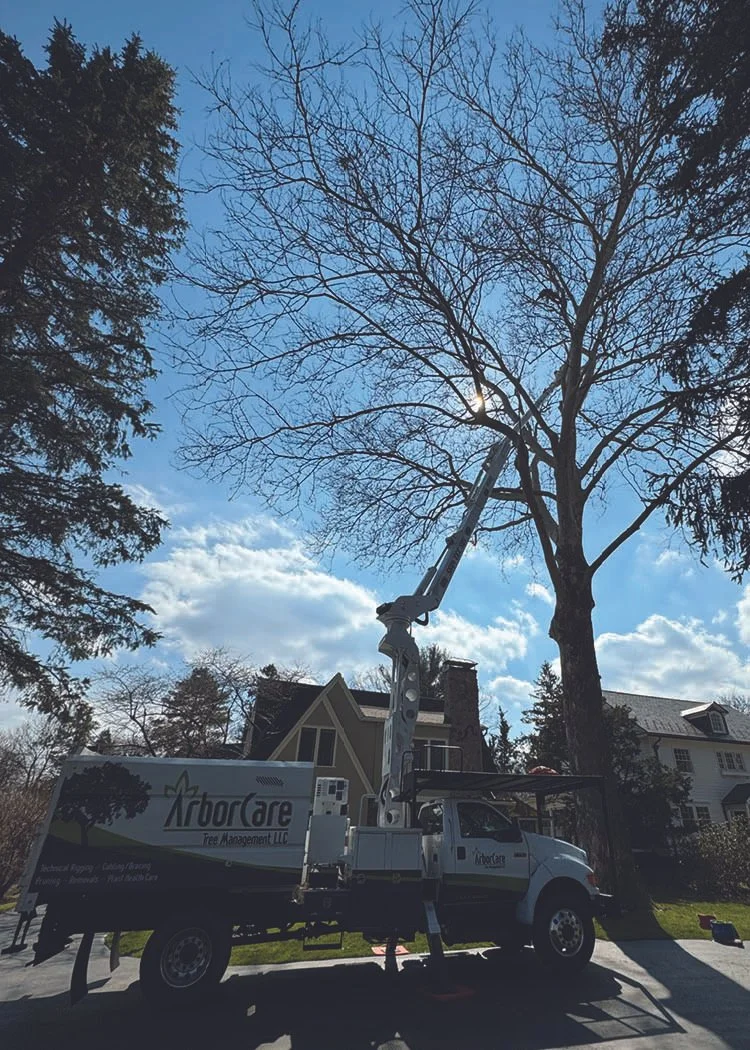 arborcare bucket truck sycamore prune pittsford ny.jpg