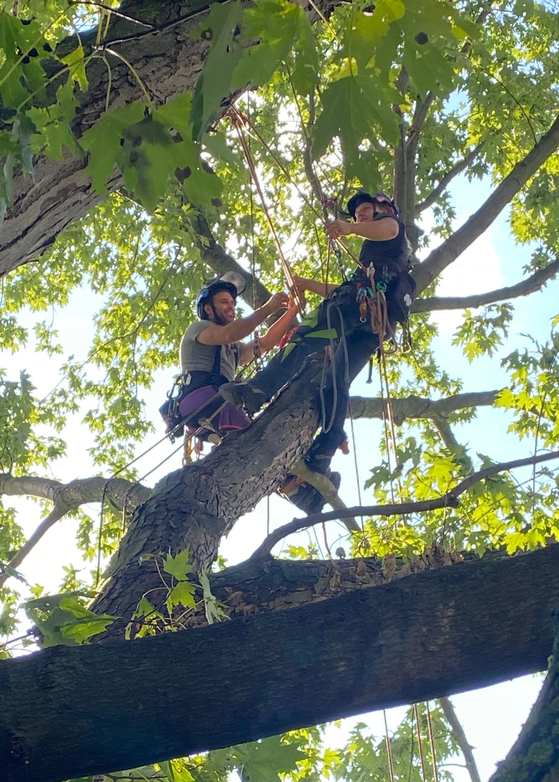 smile while in the tree canopy arborcare macedon ny.jpg
